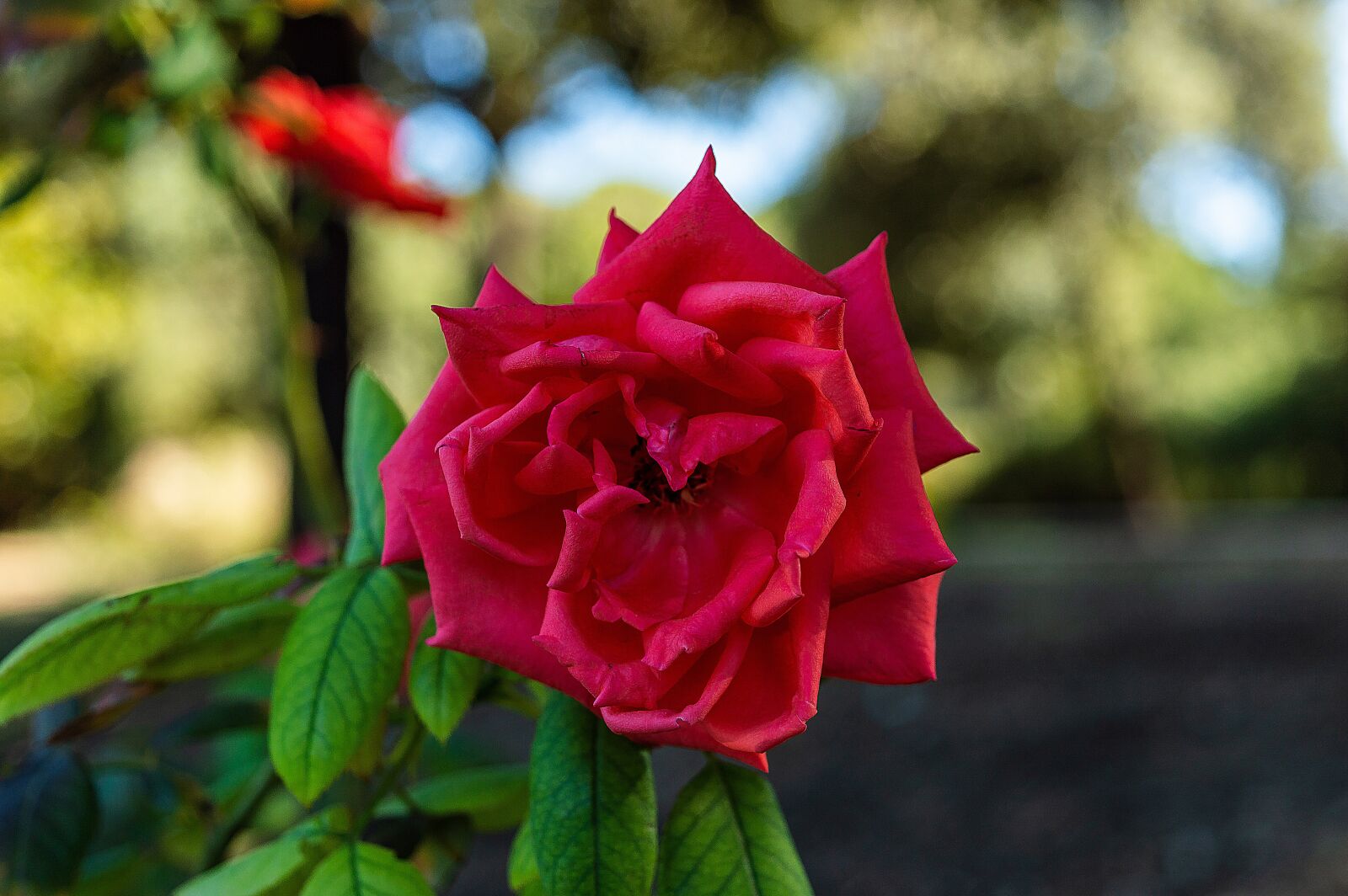 Nikon D3200 sample photo. Rose, pink rose, bloom photography
