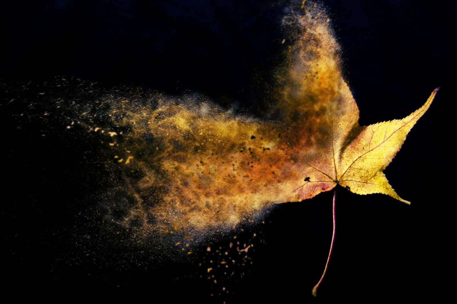 Canon EF-S 18-200mm F3.5-5.6 IS sample photo. Nature, invertebrate, color photography