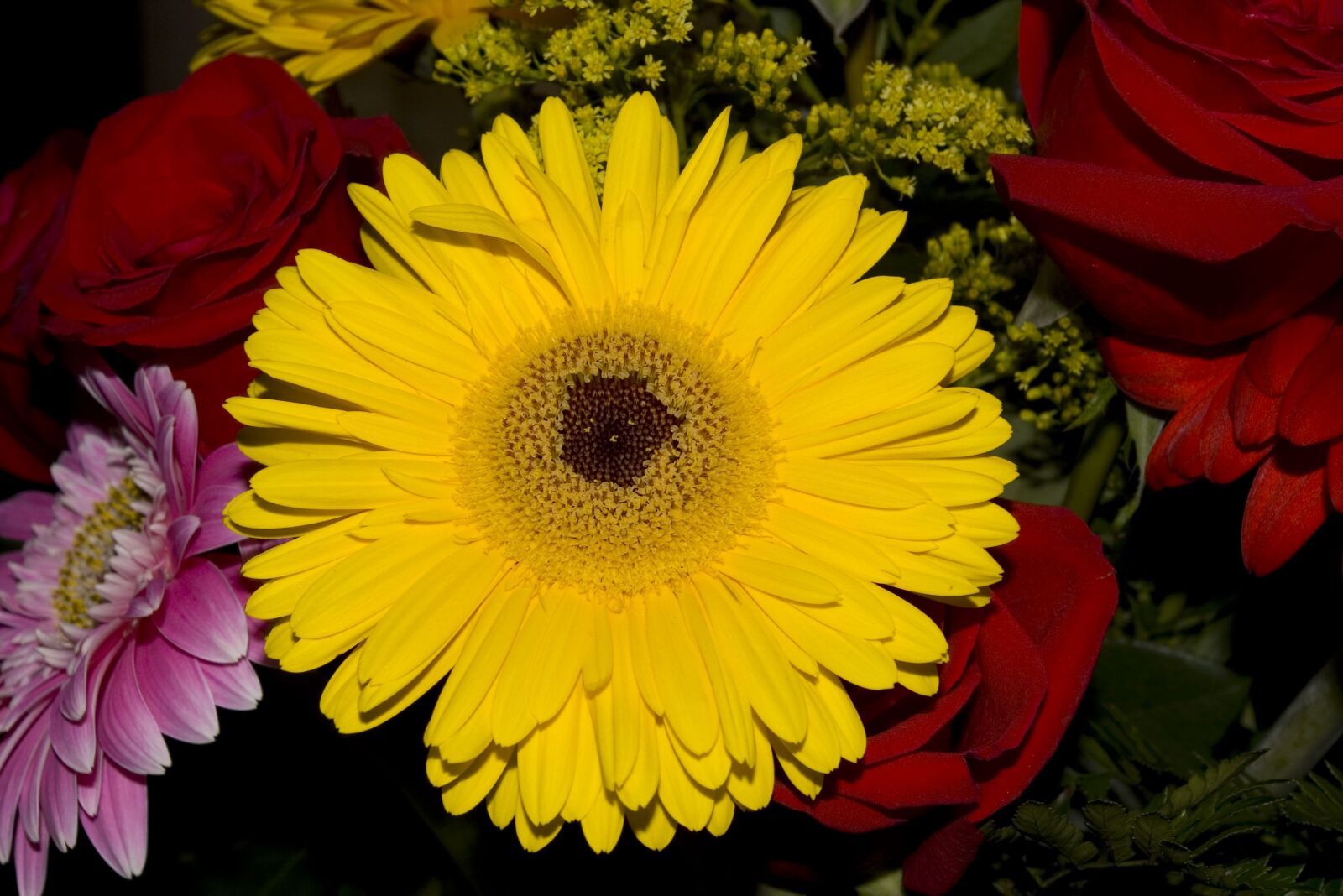 Pentax K100D sample photo. Flower, gerbera daisy, yellow photography