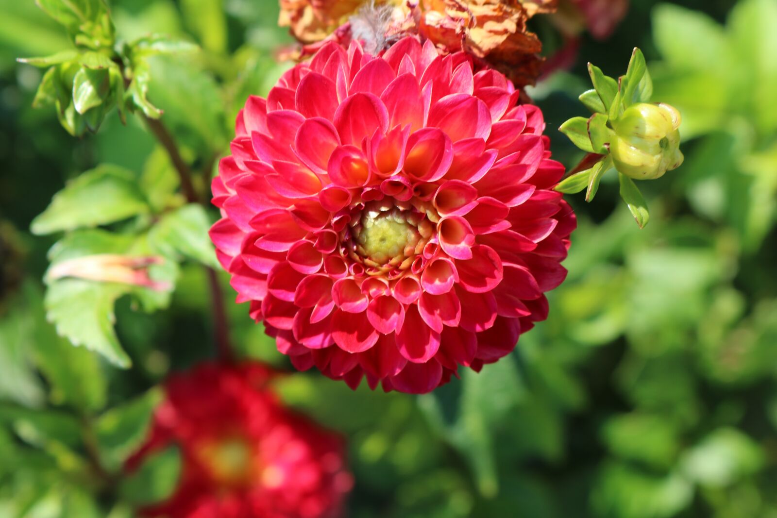 Canon EOS 750D (EOS Rebel T6i / EOS Kiss X8i) sample photo. Dahlia, flowers, nature photography