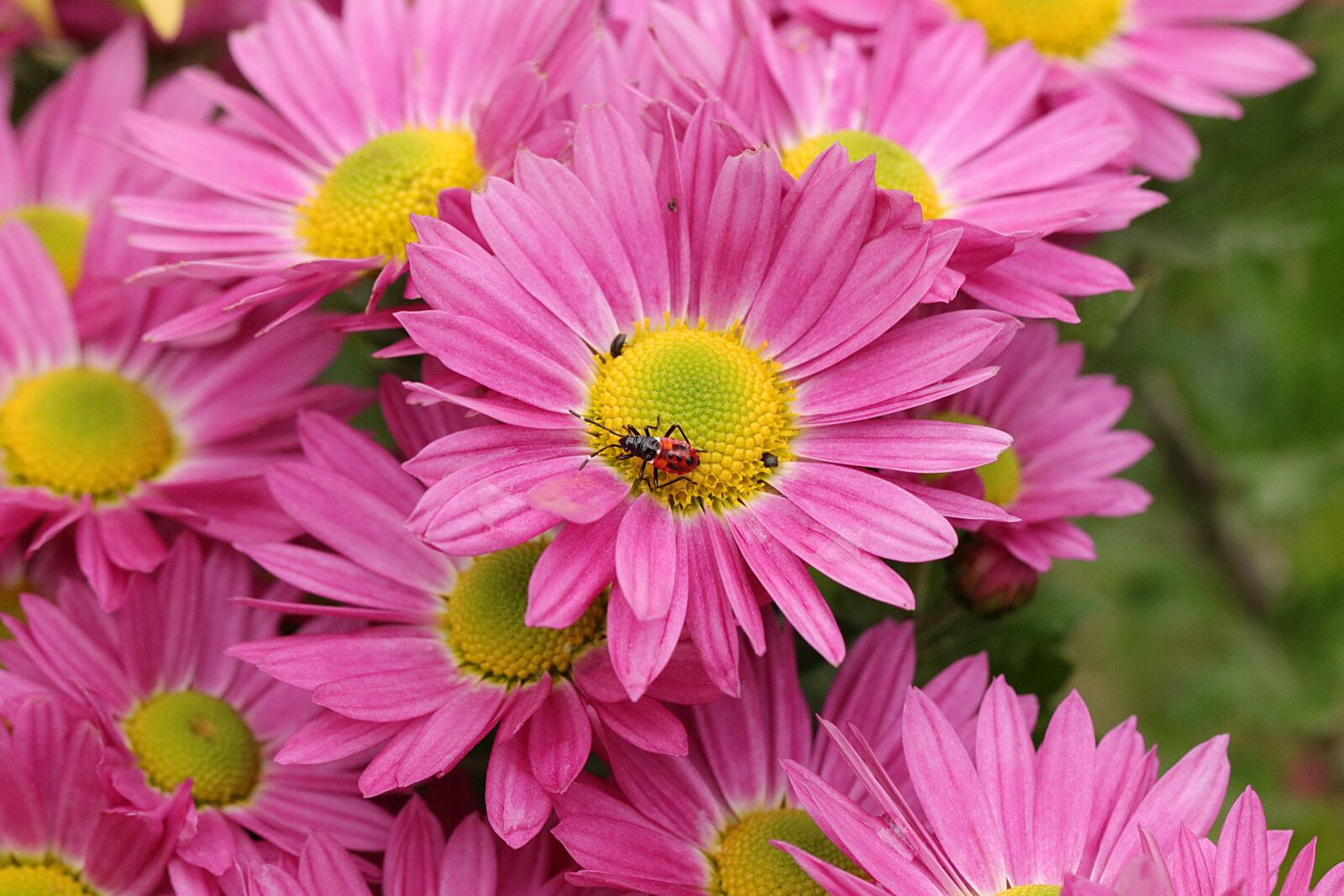 Canon EF 100mm F2.8L Macro IS USM sample photo. Pink daisy, flowers, petals photography