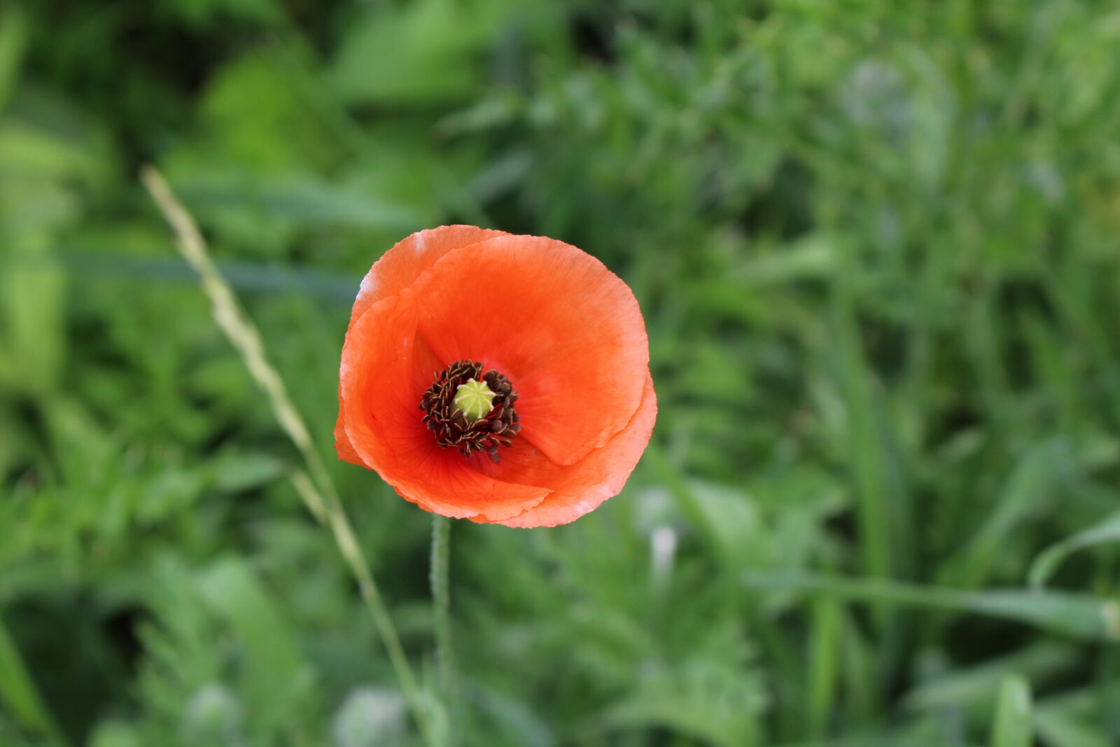 Canon EOS 100D (EOS Rebel SL1 / EOS Kiss X7) sample photo. Poppy, papaver, wild photography