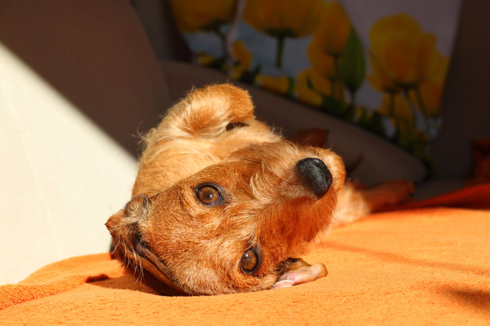 Canon EOS 750D (EOS Rebel T6i / EOS Kiss X8i) sample photo. Dachshund, dog look, pet photography