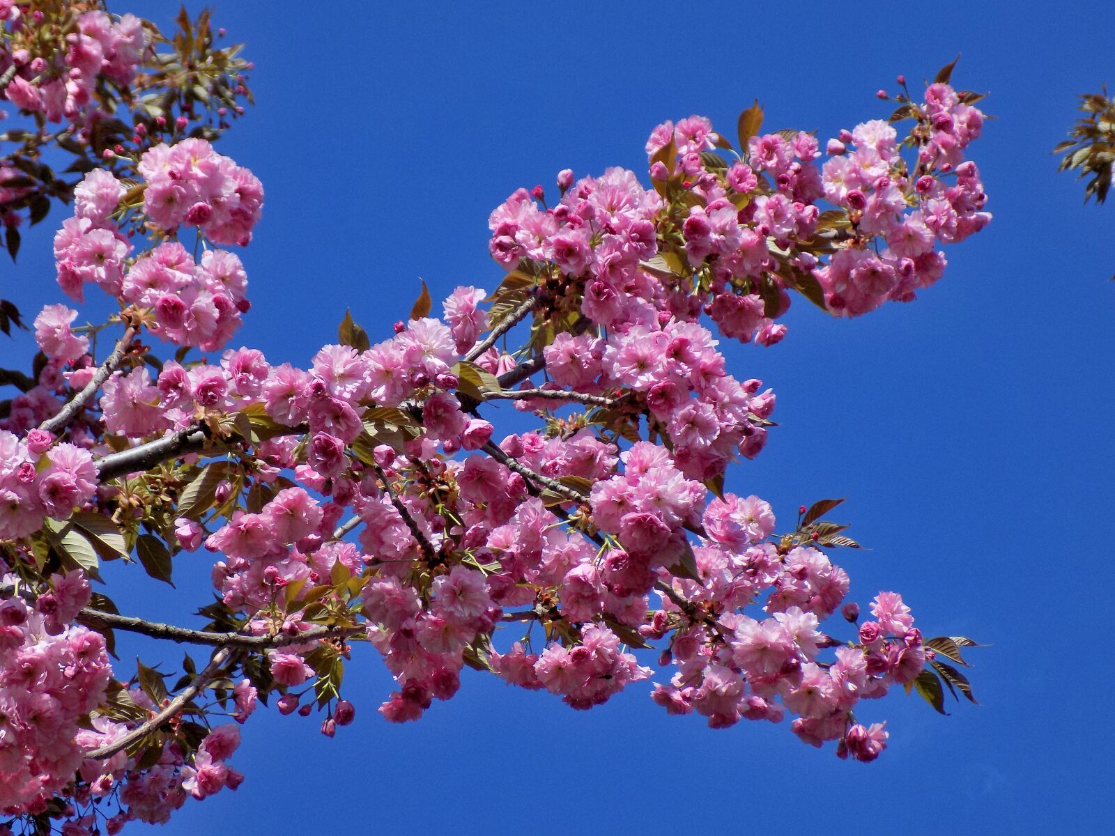 Nikon COOLPIX L330 sample photo. Sakura, blooms, bloom photography