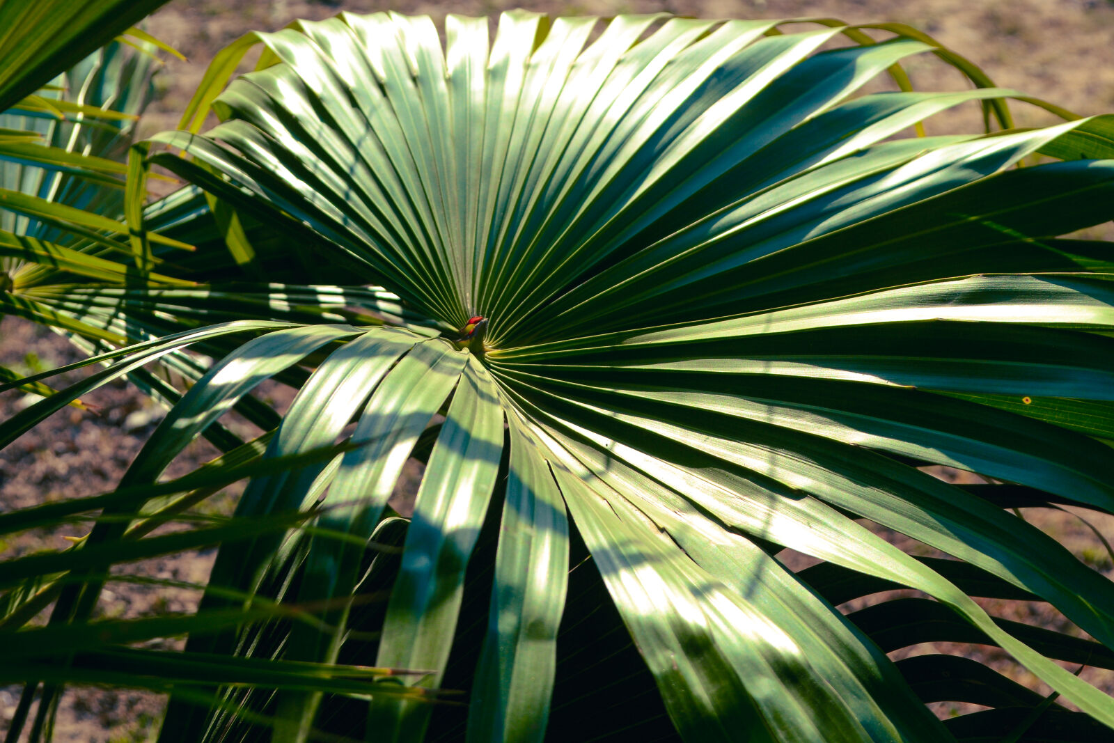 Nikon D3100 sample photo