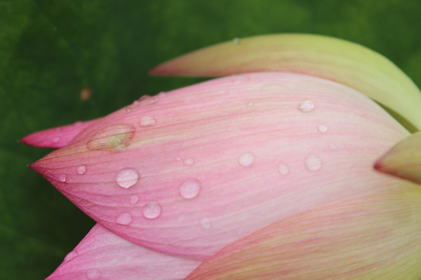 Canon EOS 600D (Rebel EOS T3i / EOS Kiss X5) sample photo. Flower, lotus, water lily photography