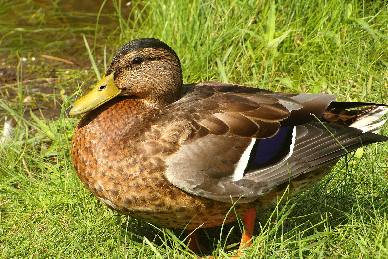 Samsung WB750 sample photo. Duck, grass, bird photography