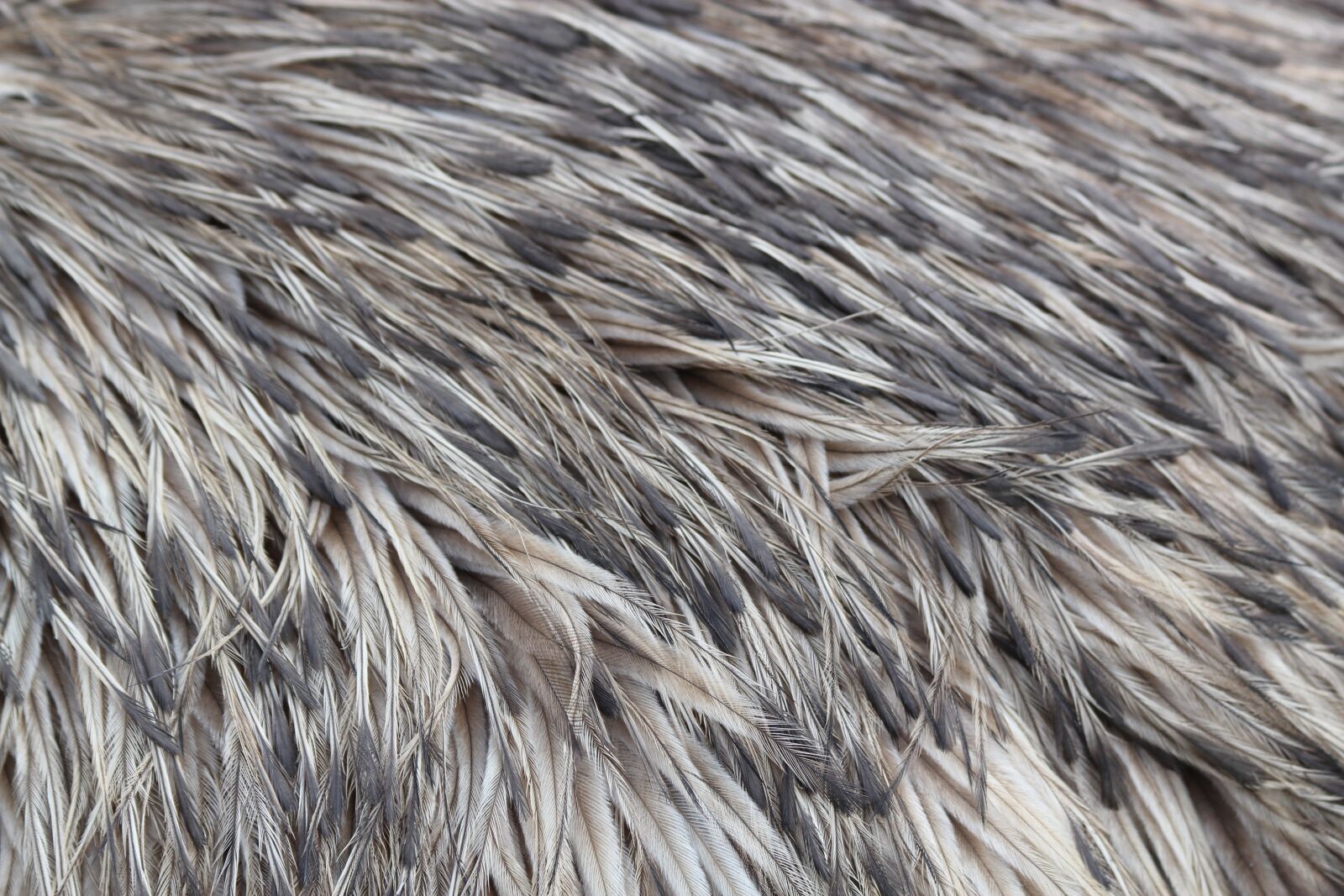 Canon EOS 550D (EOS Rebel T2i / EOS Kiss X4) sample photo. Emu, feathers, bird photography
