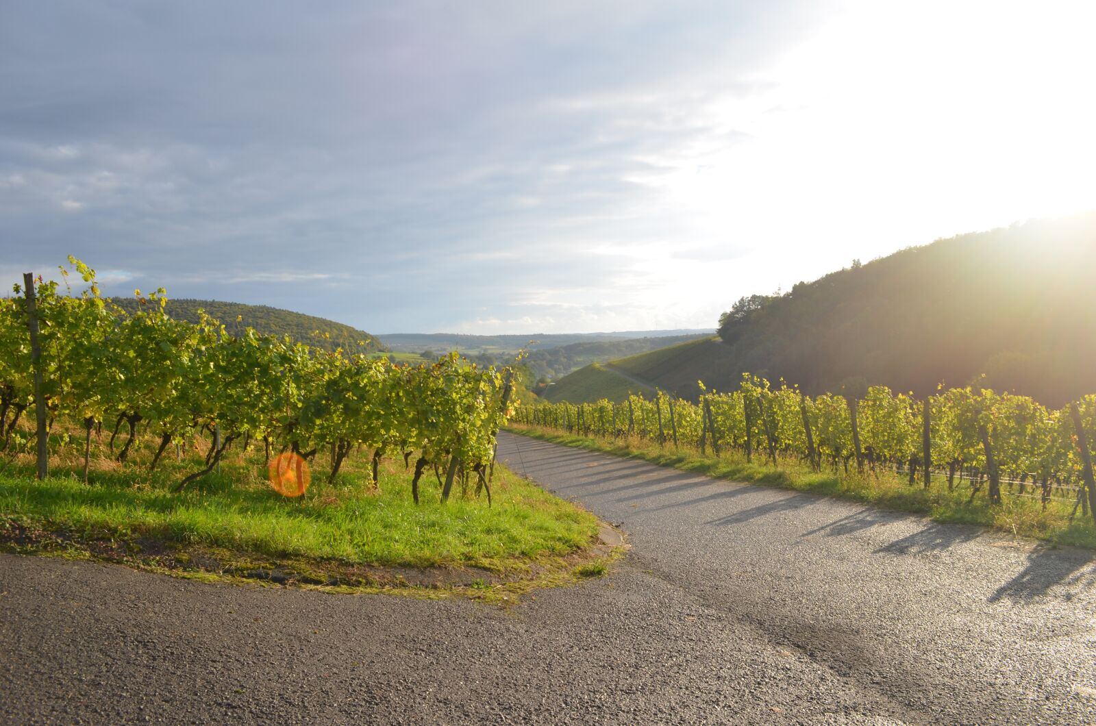 Nikon D5100 sample photo. Wine, sun, nature photography