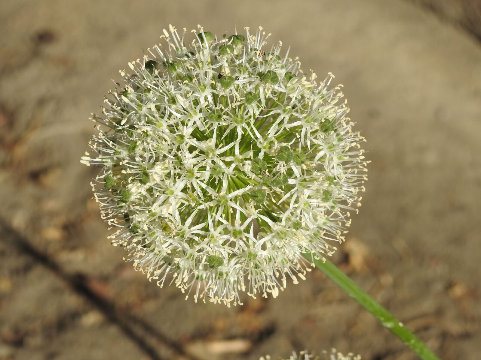 Nikon Coolpix P900 sample photo. Garlic decorative, flower, decorative photography