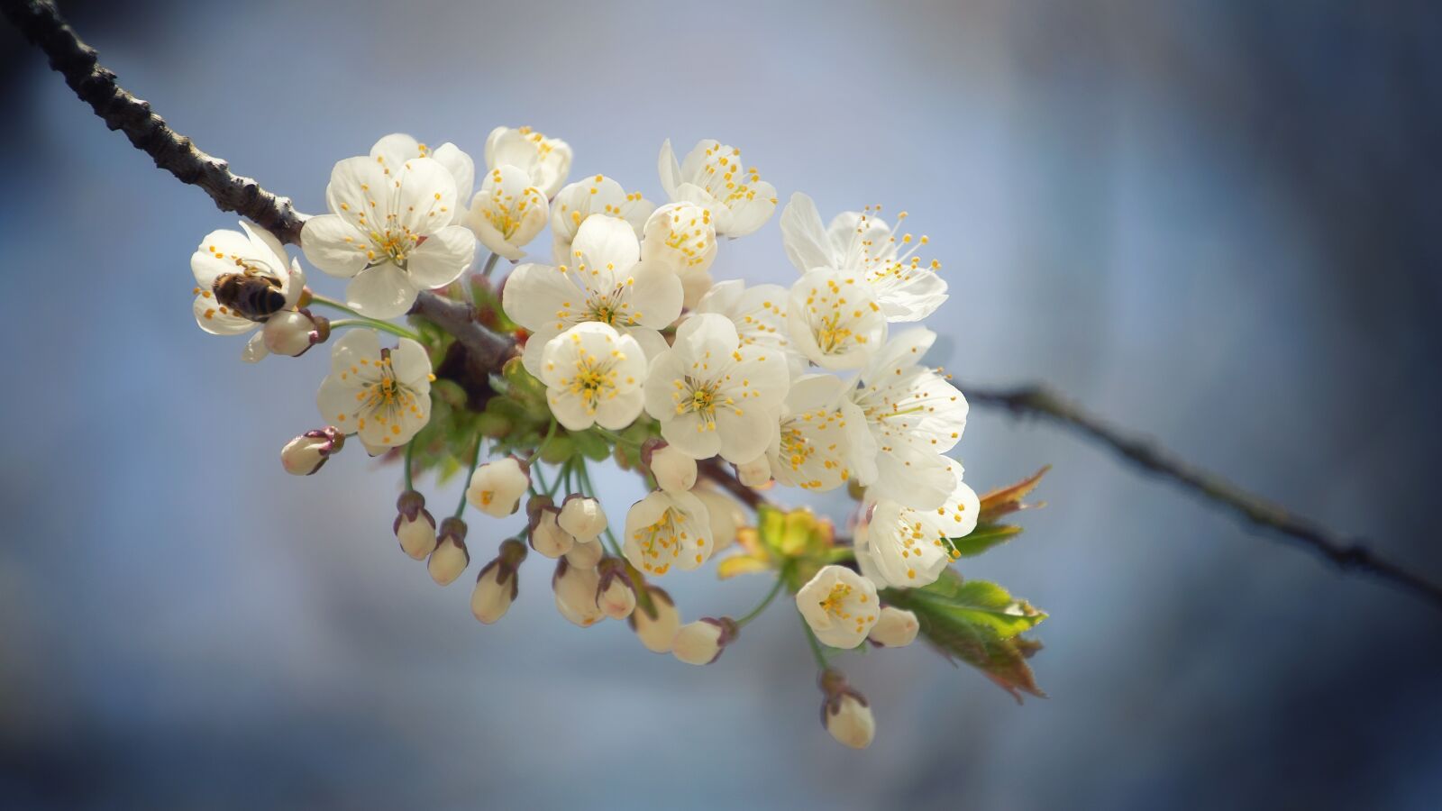 Sony a7 II + DT 70-200mm F4 SAM sample photo. Spring, flowers, branches photography