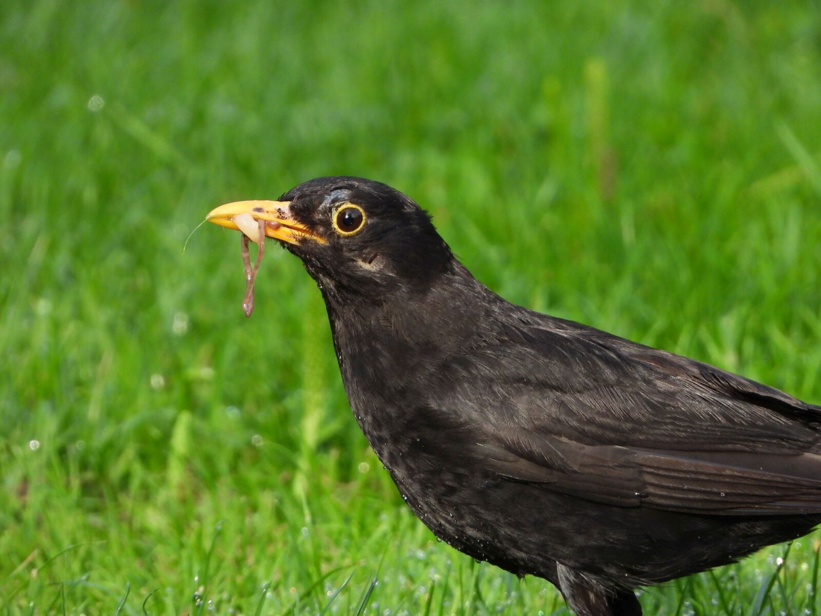 Nikon Coolpix P1000 sample photo. Blackbird, males, foraging photography