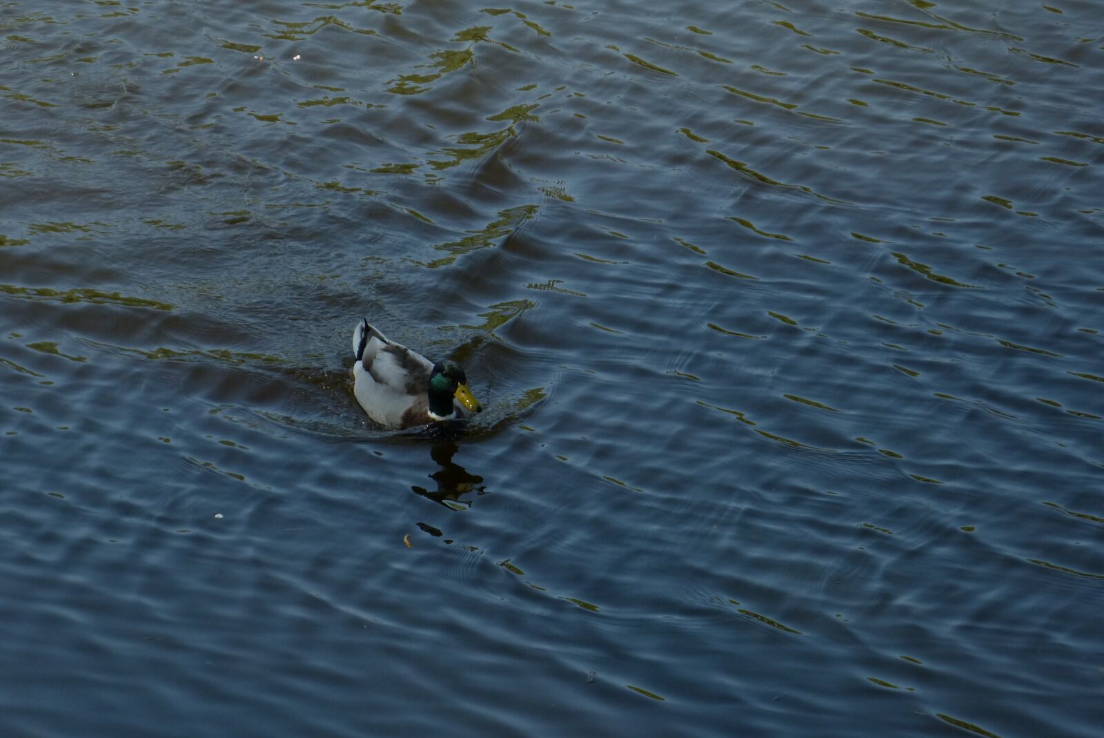 Panasonic Lumix DMC-FZ150 sample photo. Water, channel, duck photography
