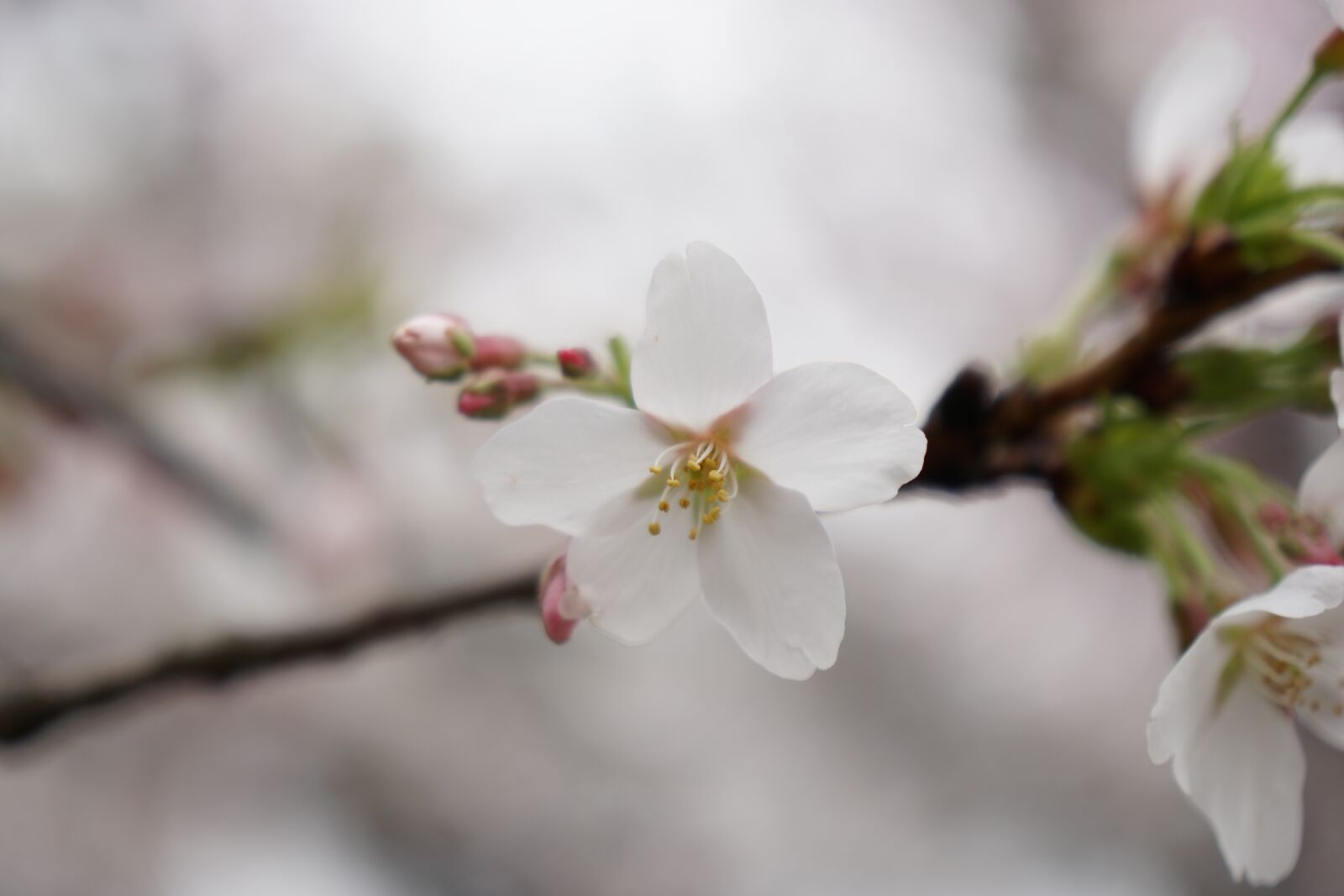 Sony a6500 + Sony Vario-Tessar T* E 16-70mm F4 ZA OSS sample photo. Wuhan, cherry blossom, wuhan photography