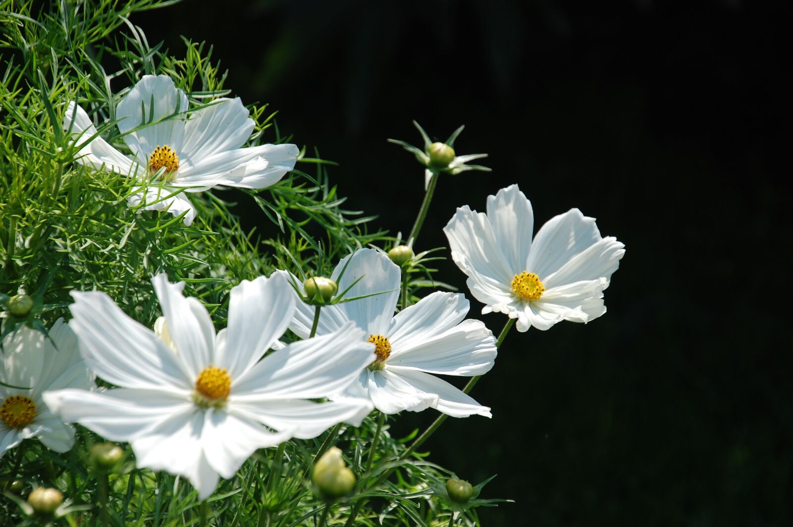 Nikon D40 sample photo. Flowers, nature, summer photography
