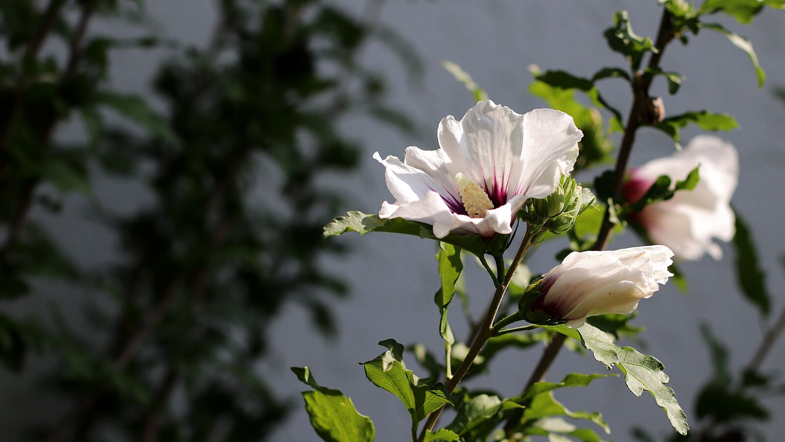 Canon EF 50mm F1.4 USM sample photo. Hibiscus, blossom, bloom photography