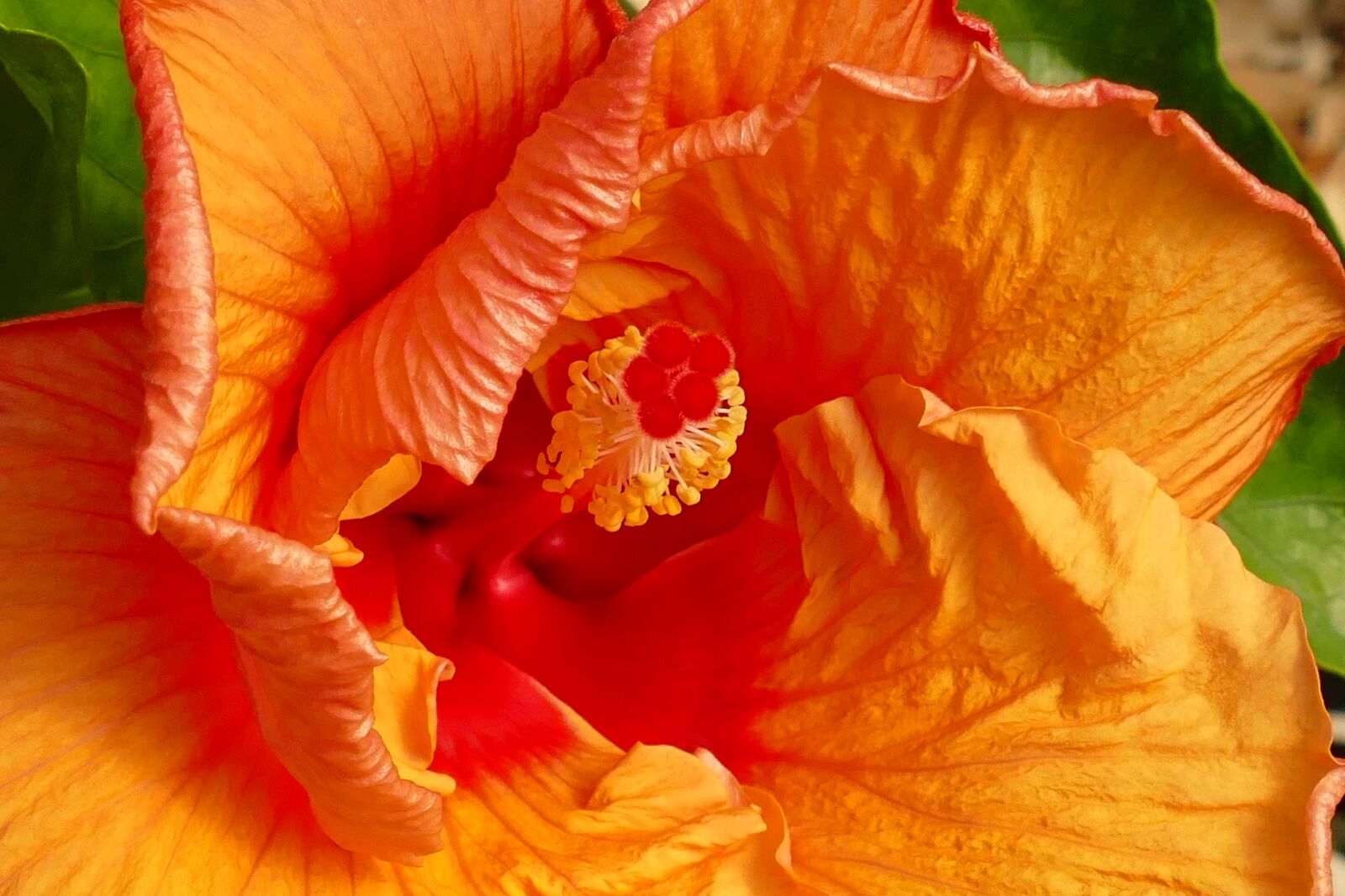 Panasonic Lumix DMC-FZ1000 sample photo. Hibiscus, malvaceae, mediterranean photography