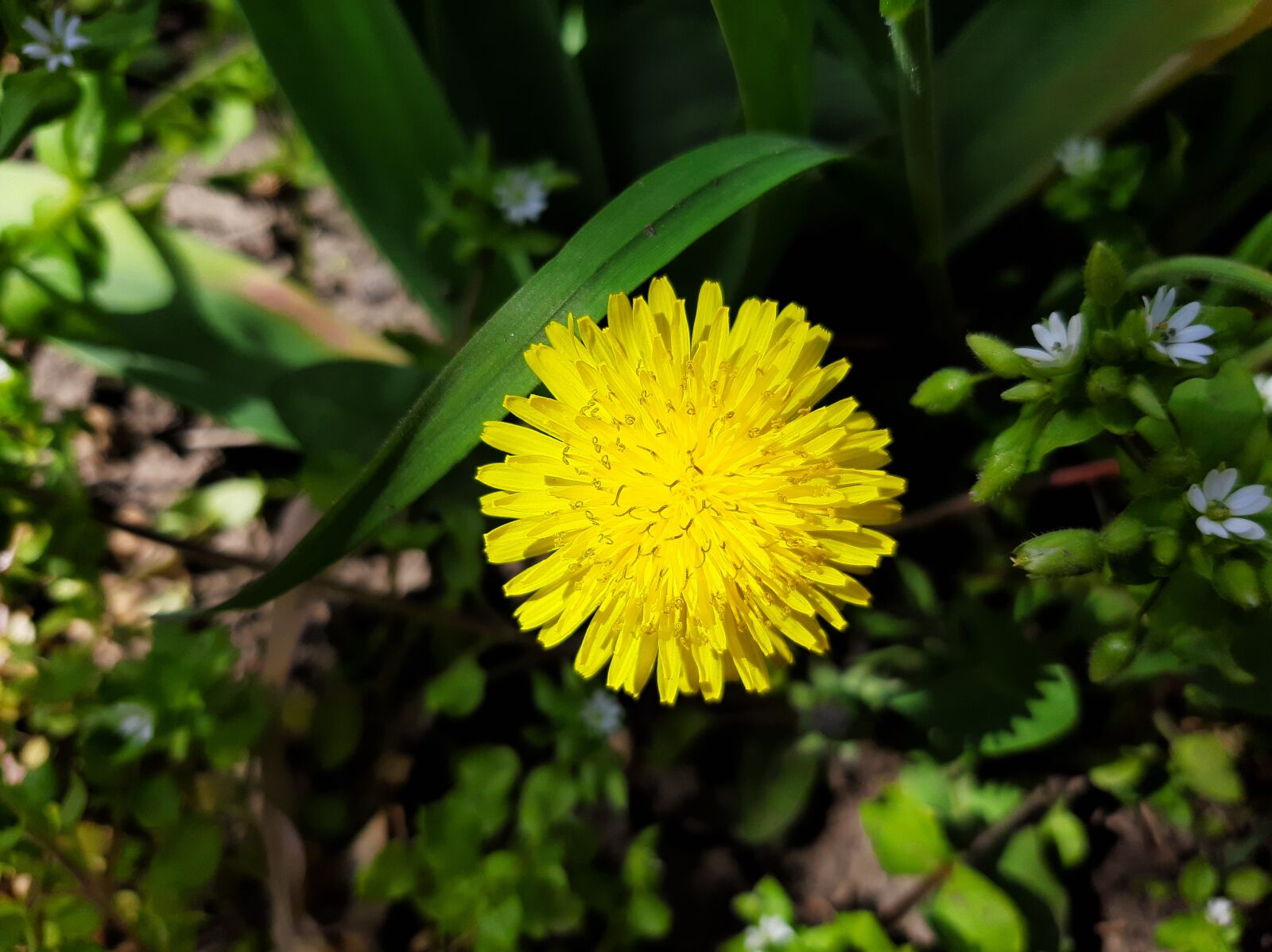 Samsung Galaxy A50 sample photo. Spring, flowers, sky photography
