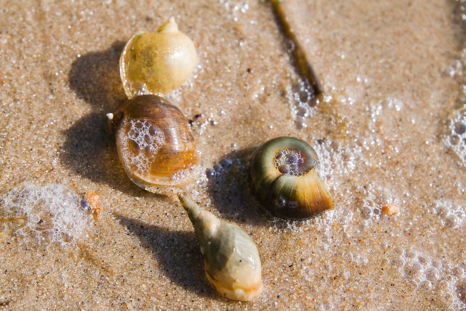 Canon EOS 400D (EOS Digital Rebel XTi / EOS Kiss Digital X) sample photo. Seashells, beach, sand photography