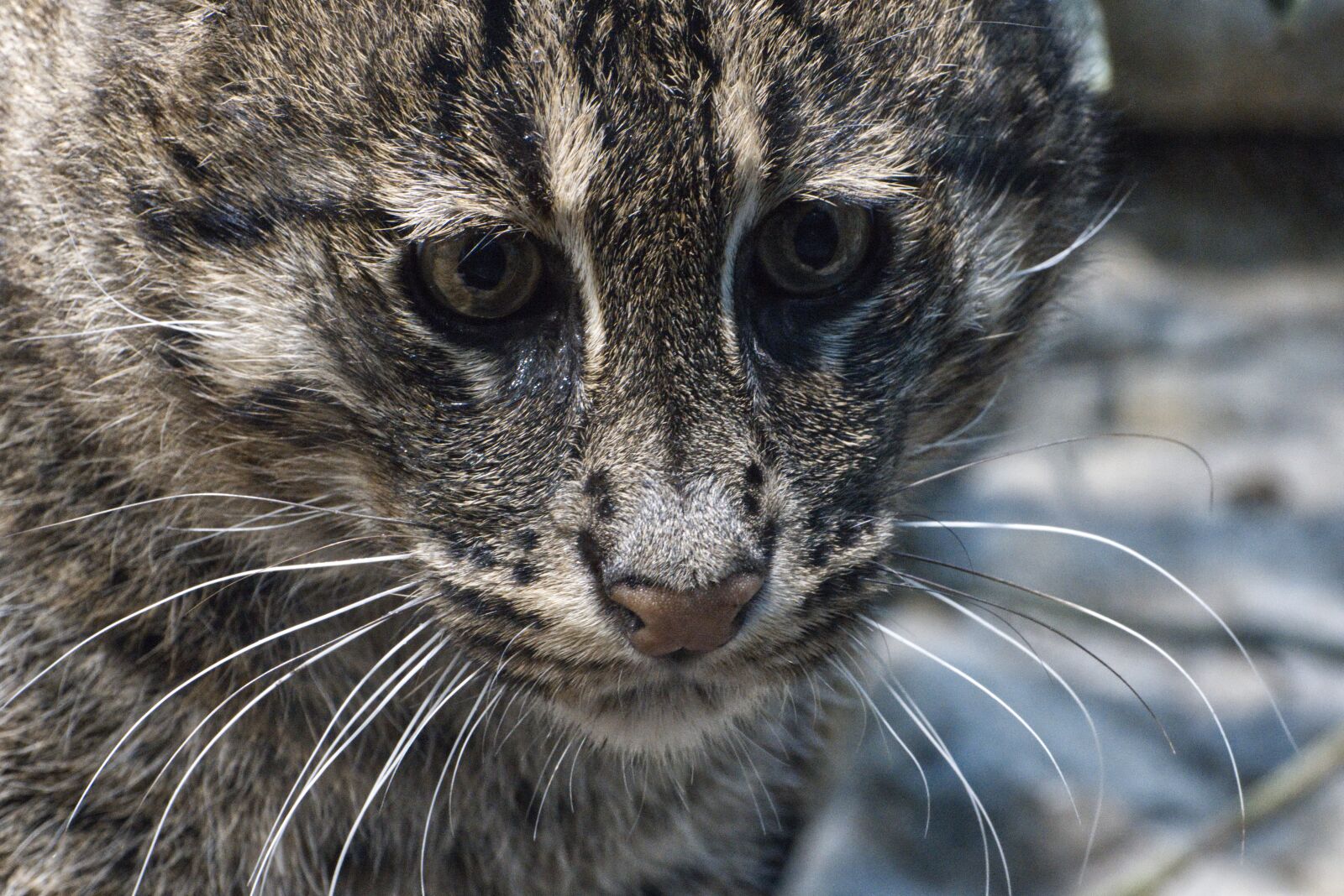 Canon EOS 800D (EOS Rebel T7i / EOS Kiss X9i) sample photo. Cat, fishing cat, zoo photography