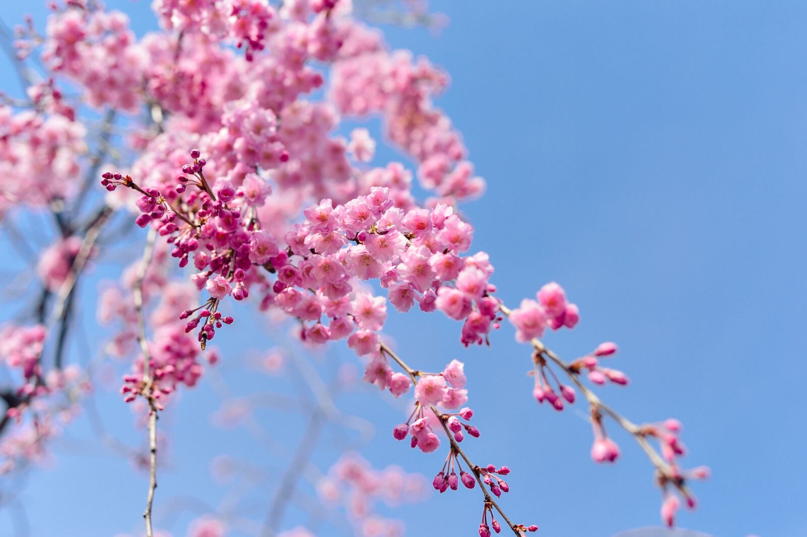 Nikon Df sample photo. Japan, landscape, spring photography