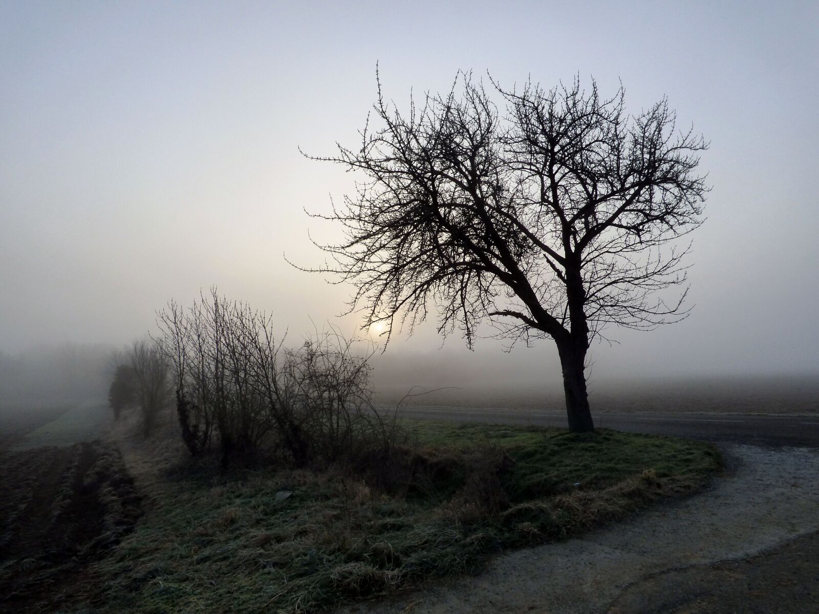 Panasonic DMC-FZ72 sample photo. Mist, field, morning photography