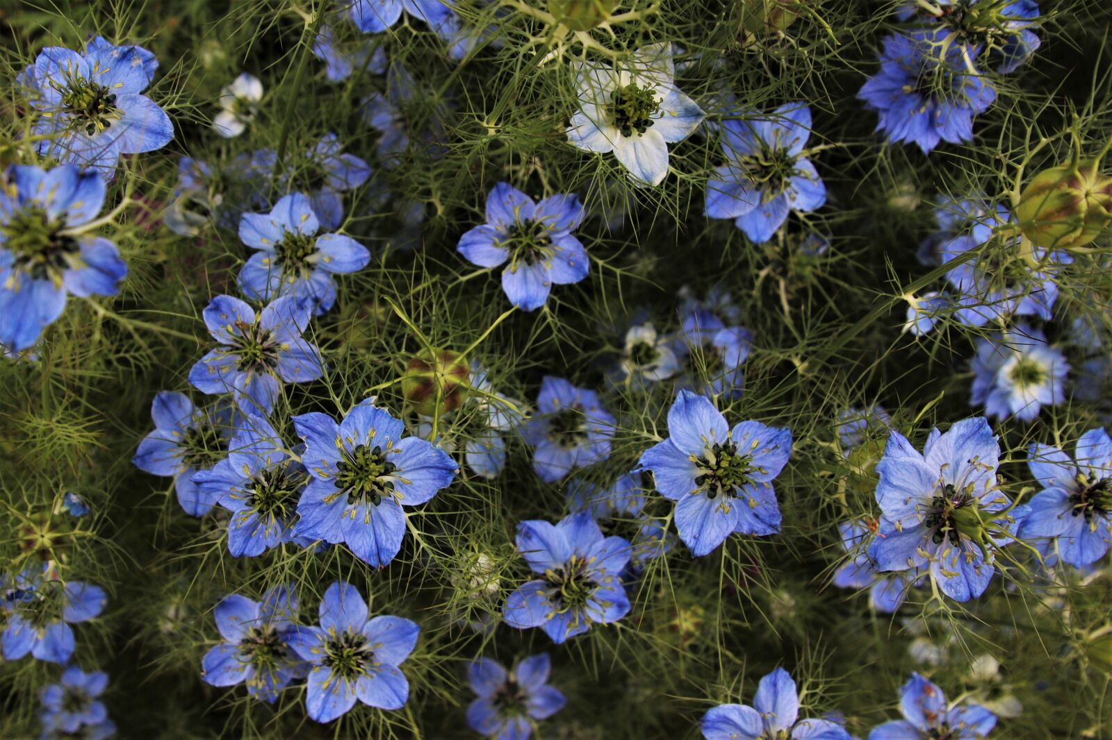 Canon EOS 80D sample photo. Czarnuszka, love-in-a-mist, the maiden photography