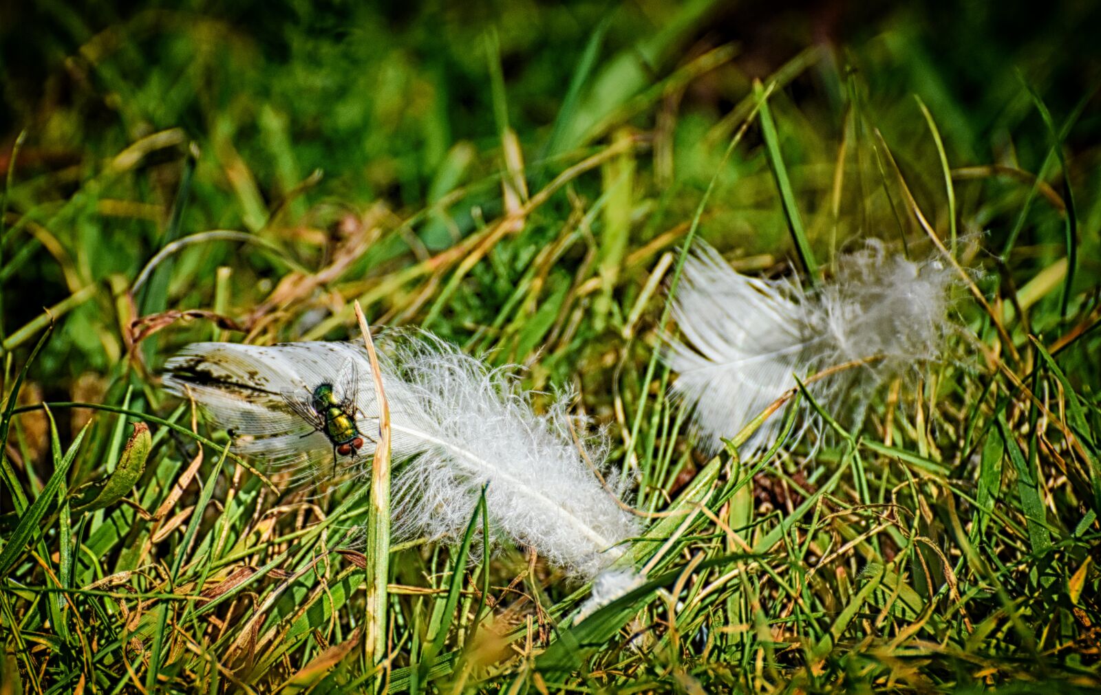 Nikon D7200 sample photo. Meadow, feather, fly photography