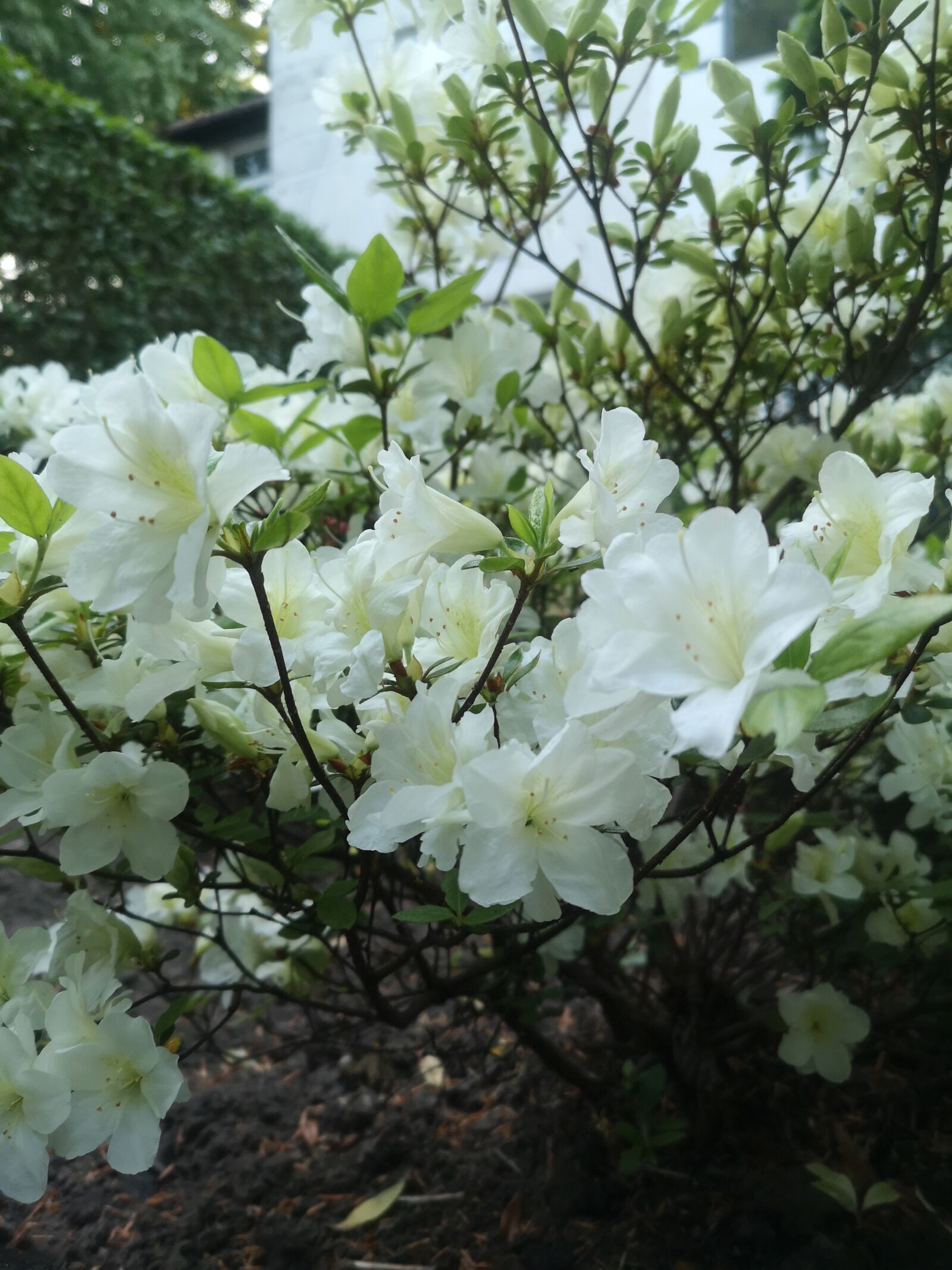 HUAWEI CLT-L09 sample photo. White, flowers, spring photography