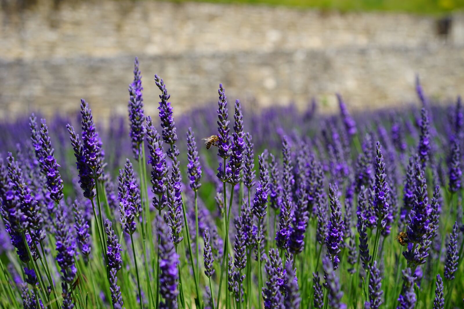 Sony a7 + Sony Sonnar T* FE 55mm F1.8 ZA sample photo. Lavender flowers, blue, flowers photography