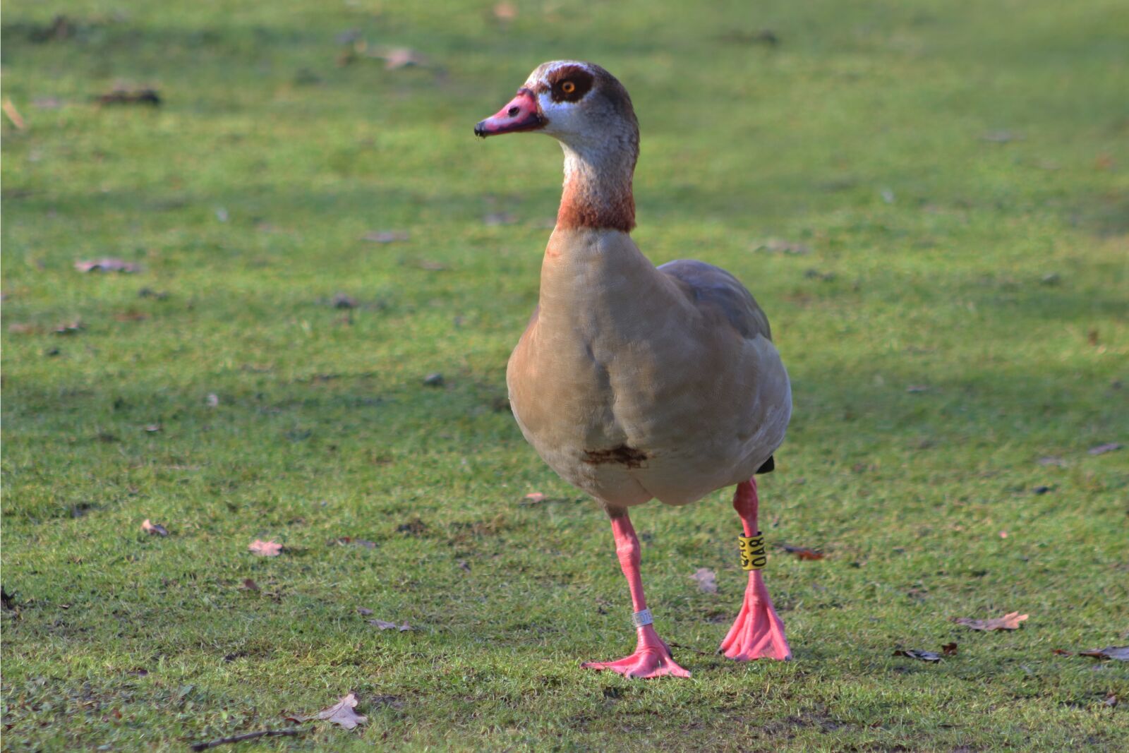 Canon EOS 800D (EOS Rebel T7i / EOS Kiss X9i) sample photo. Nilgans, goose, wild goose photography