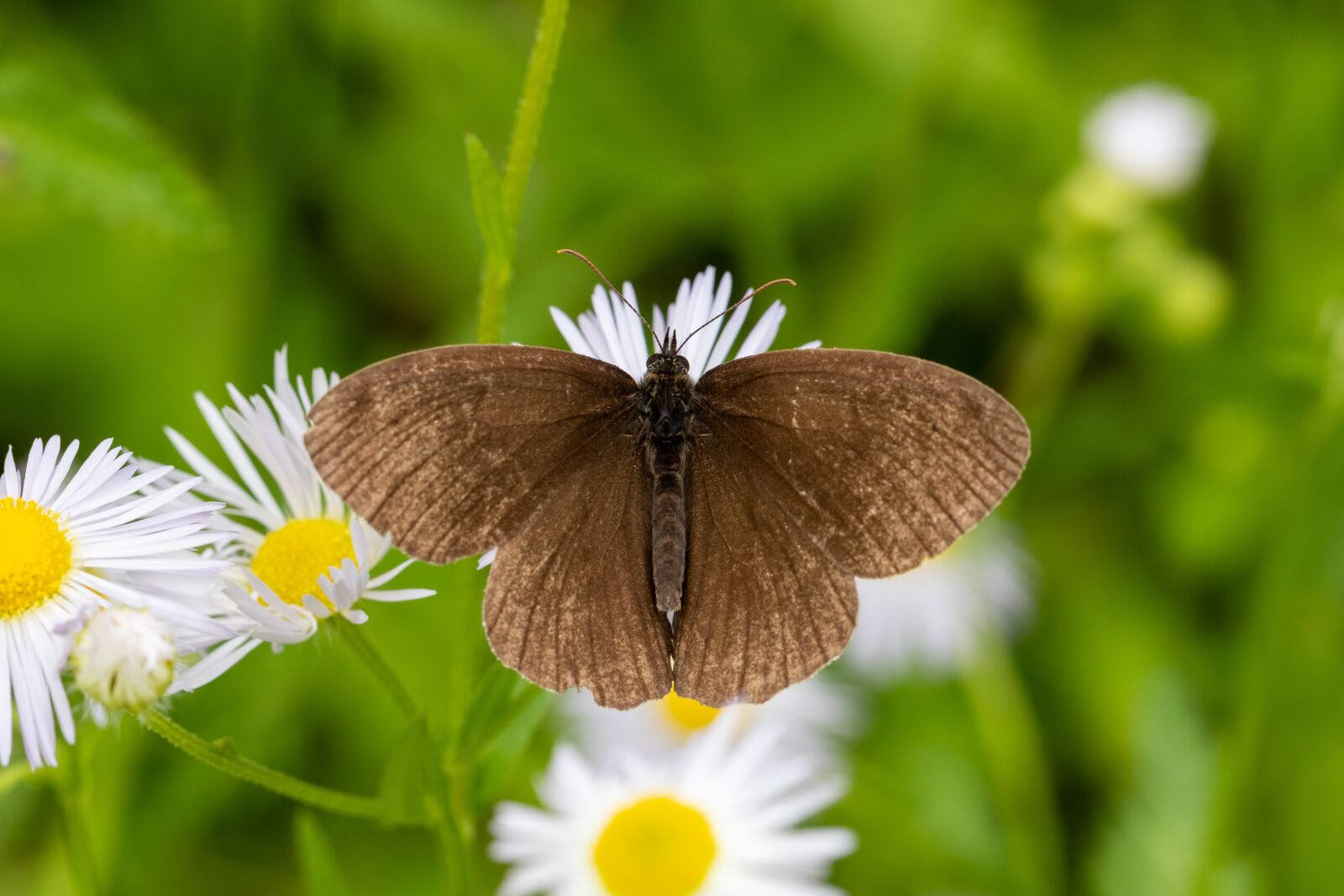 Canon EOS 7D Mark II sample photo. Butterfly, summer, blossom photography