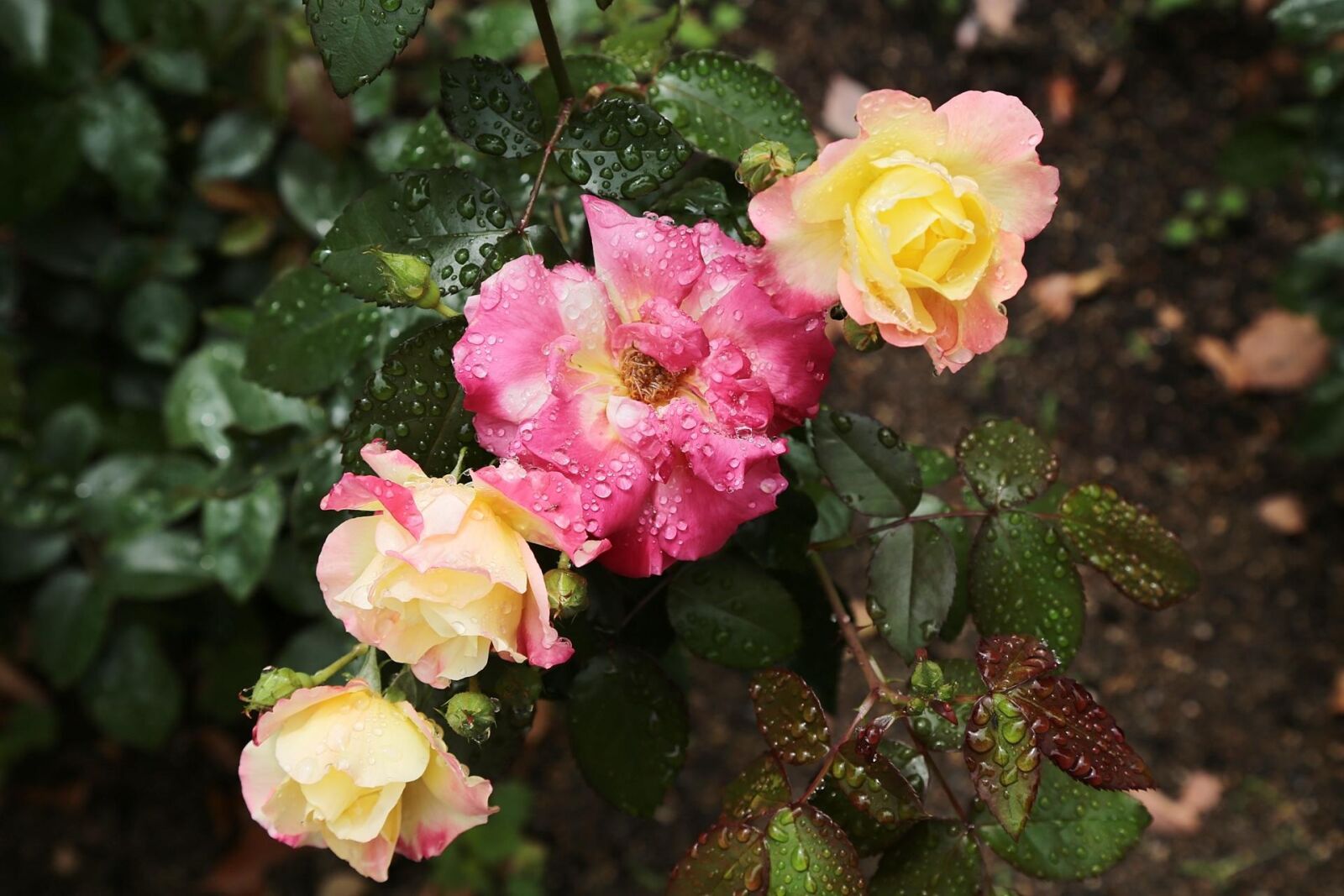 Canon EOS 6D + Canon EF 24-105mm F4L IS USM sample photo. Japan, rose, flowers photography