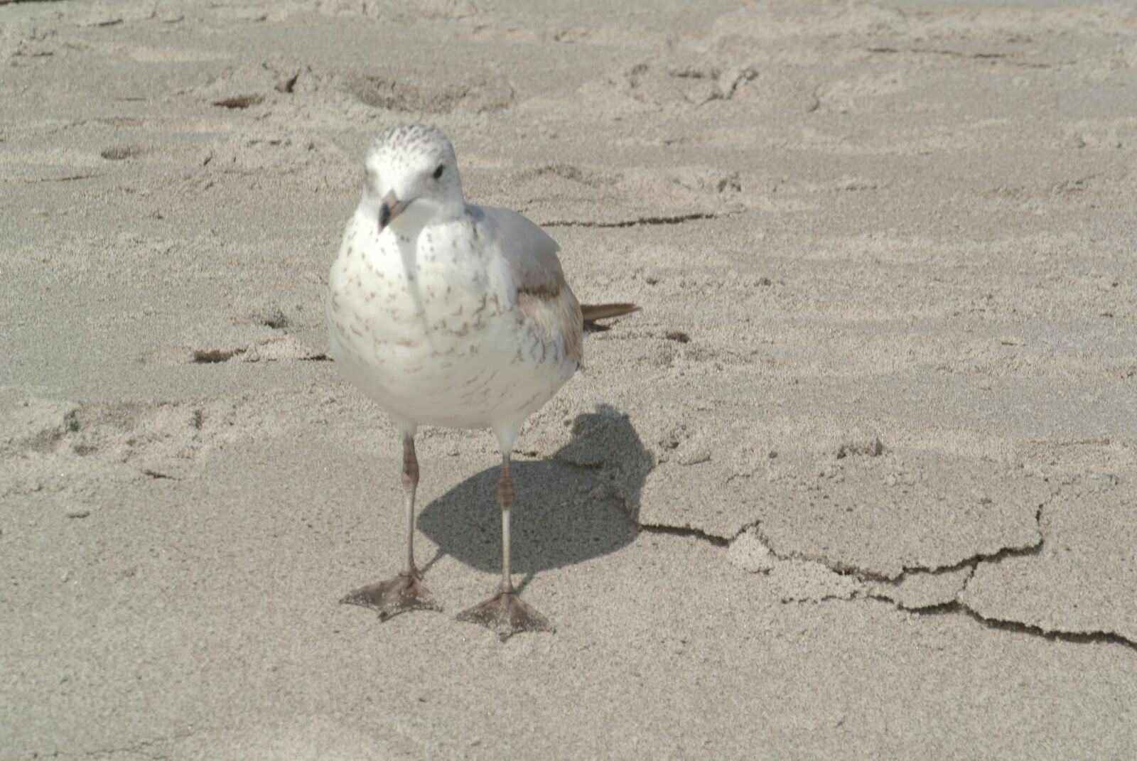 Nikon 1 J1 sample photo. Bird, sand, beach photography