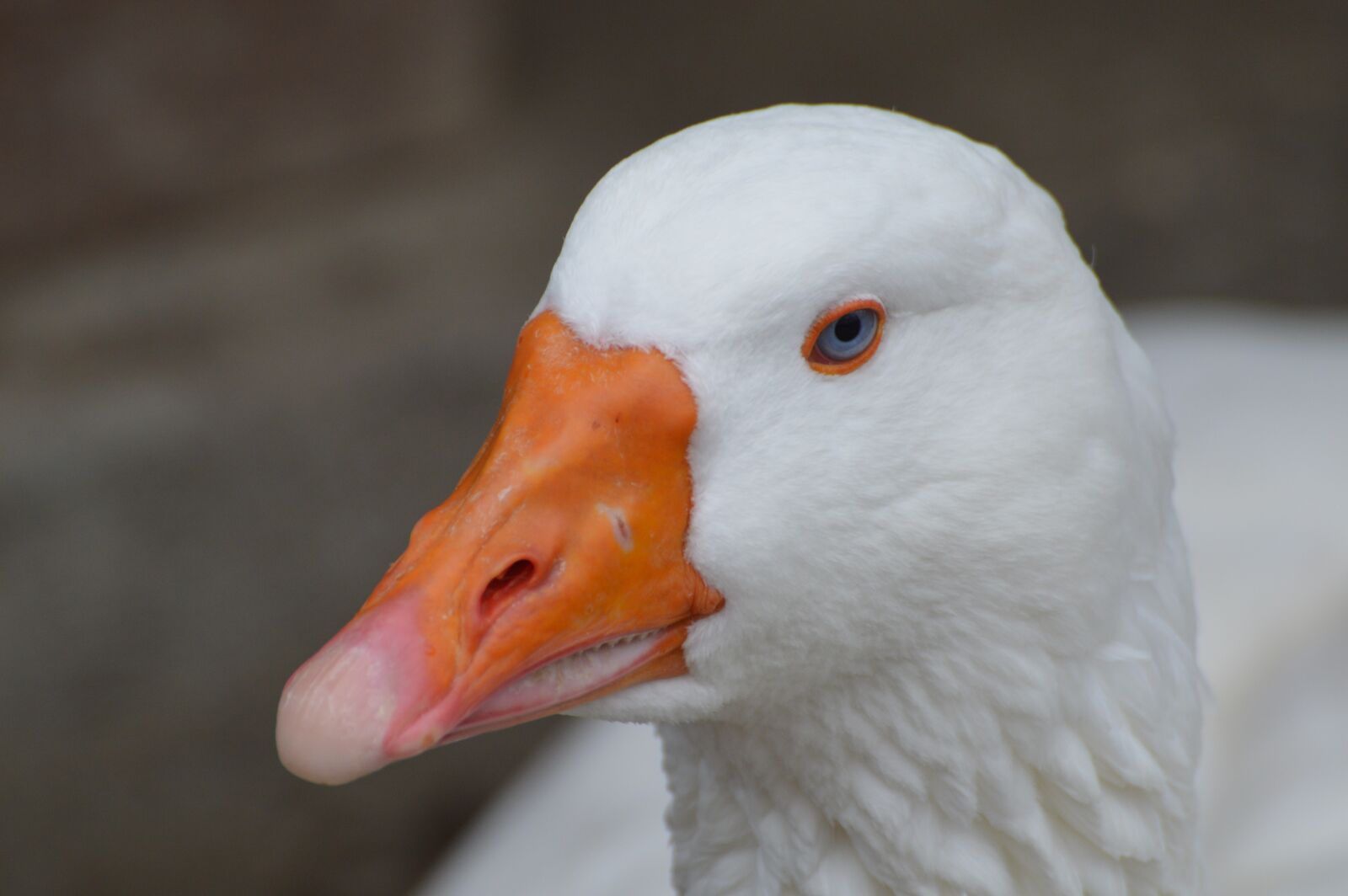 Nikon D3200 sample photo. Duck, zoo, poultry photography