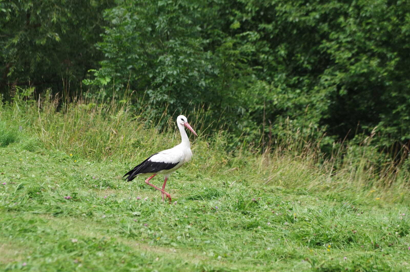Pentax K-30 sample photo. Stork, bird, spring photography