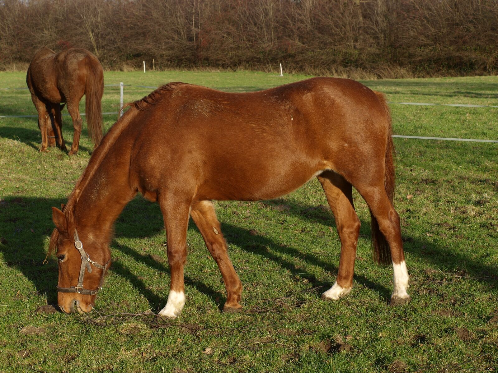Olympus E-420 (EVOLT E-420) sample photo. Horse, ride, equestrian photography