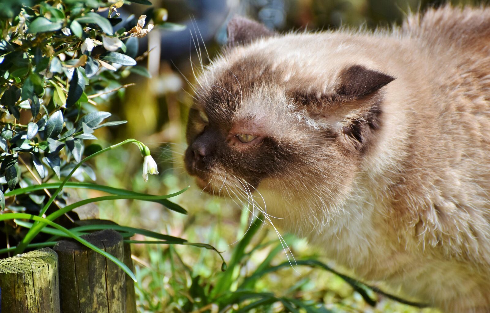 Nikon D7200 sample photo. Cat, breed cat, british photography