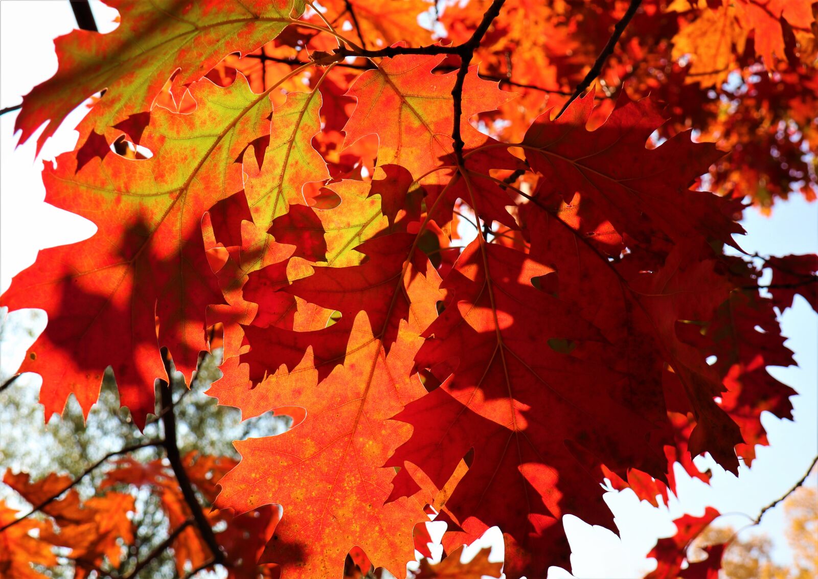 Canon EOS M6 sample photo. Autumn, oak leaves, color photography