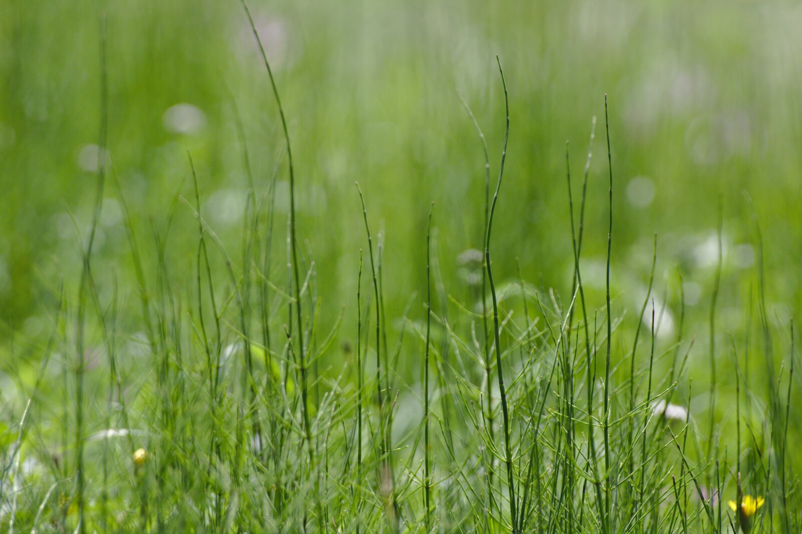 Canon EOS 1200D (EOS Rebel T5 / EOS Kiss X70 / EOS Hi) sample photo. Blur, nature, grass photography