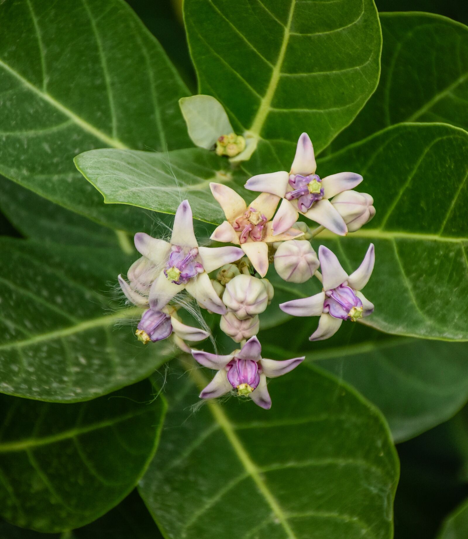 Nikon D7200 sample photo. Calotropis gigantea, rare flower photography