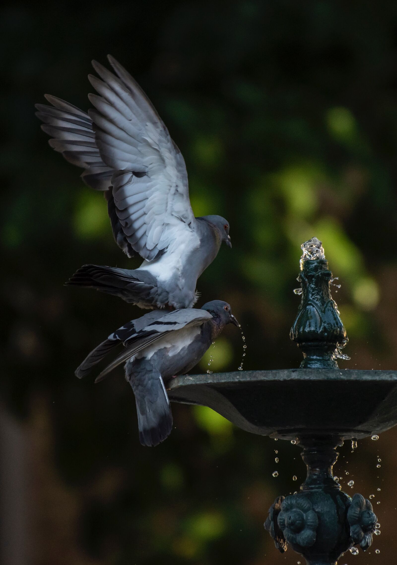 Nikon D810 sample photo. Water, pigeons, nature photography