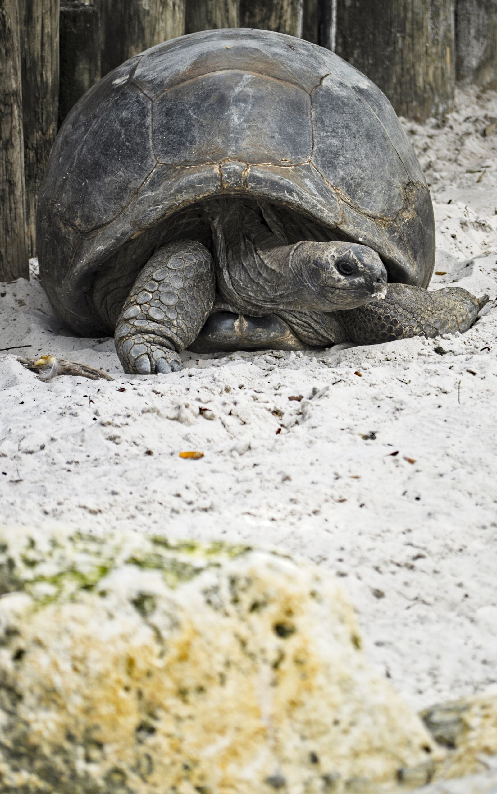 Nikon D5000 sample photo. Galapagos tortoises, tortoise, turtle photography