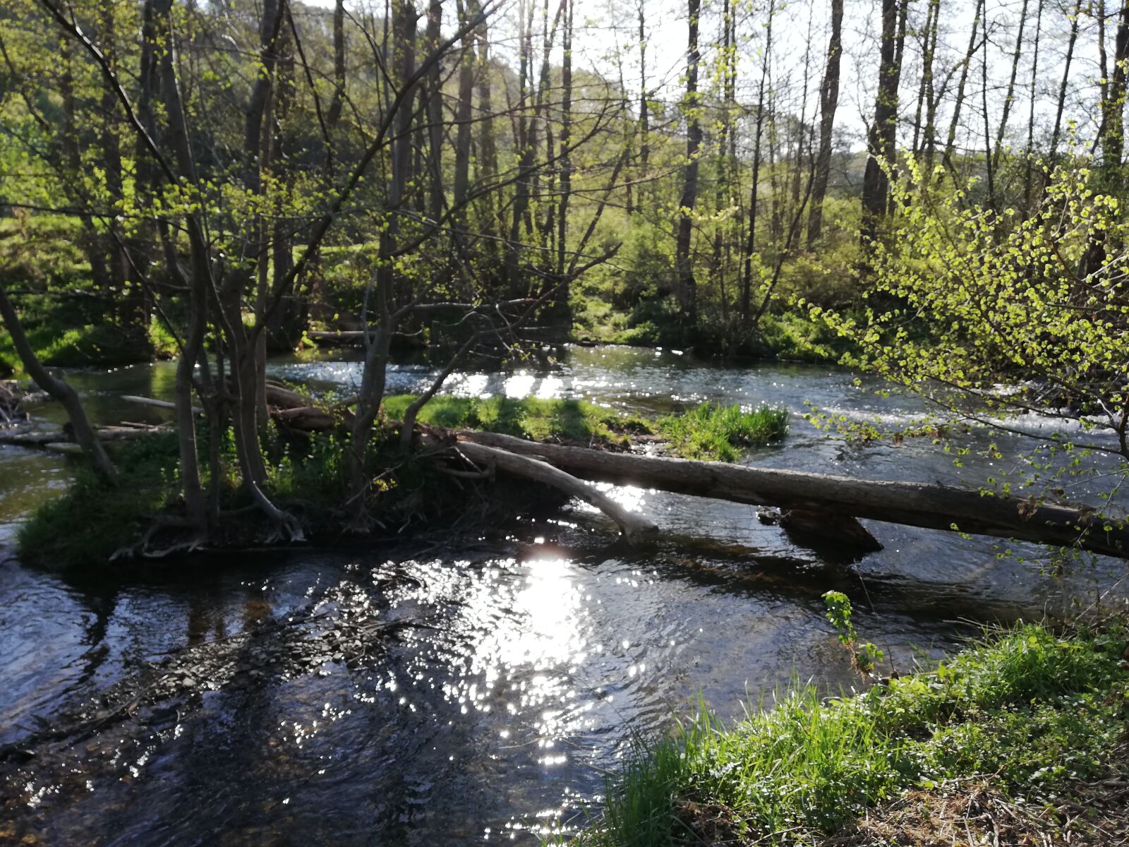 HUAWEI P20 lite sample photo. Nature, frűhling, bach photography