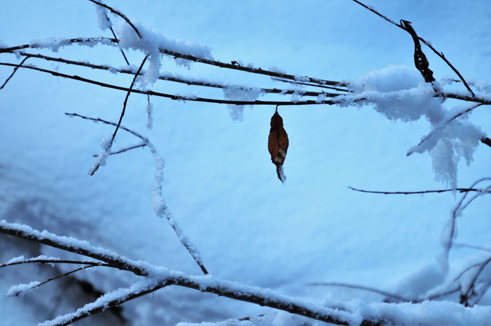 Canon EOS 80D sample photo. Snow, last, leaf photography