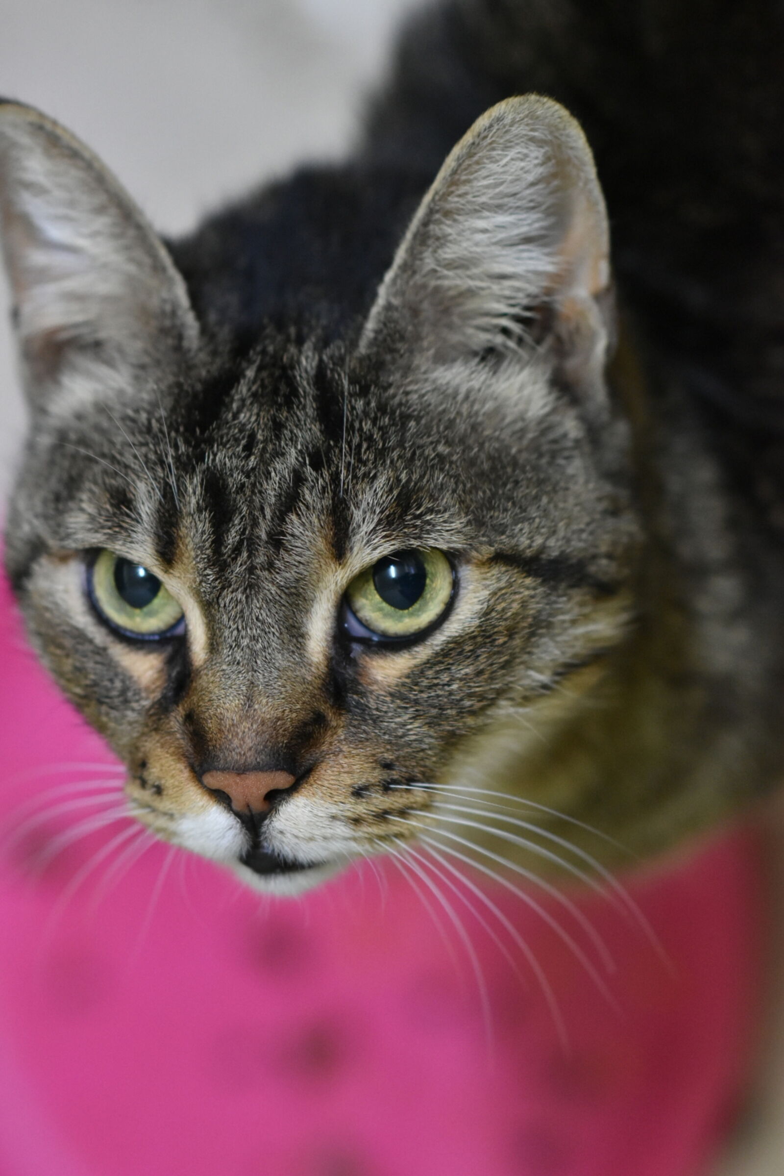Nikon D5600 sample photo