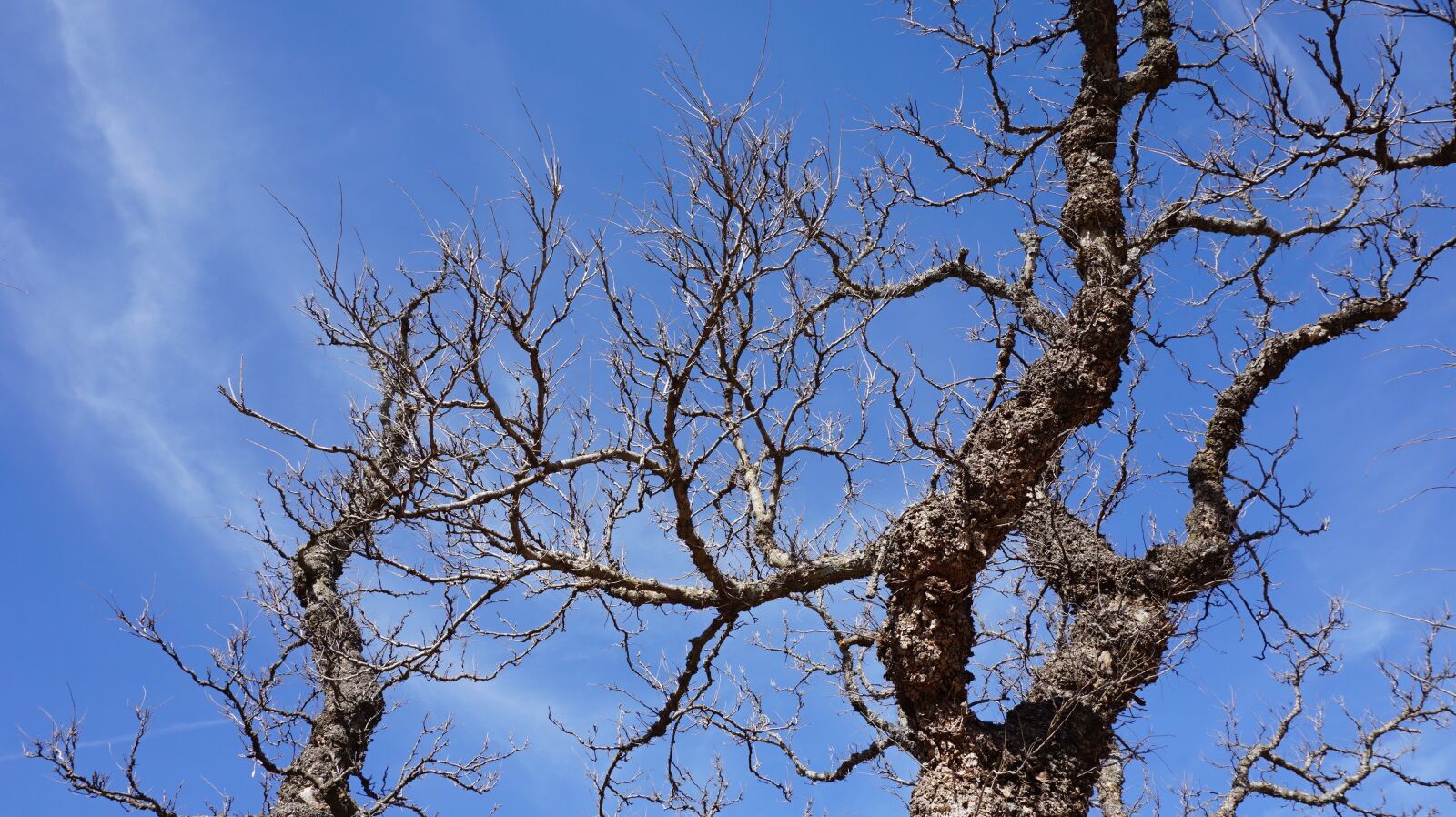 Sony a6000 sample photo. Tree, the ancient trees photography