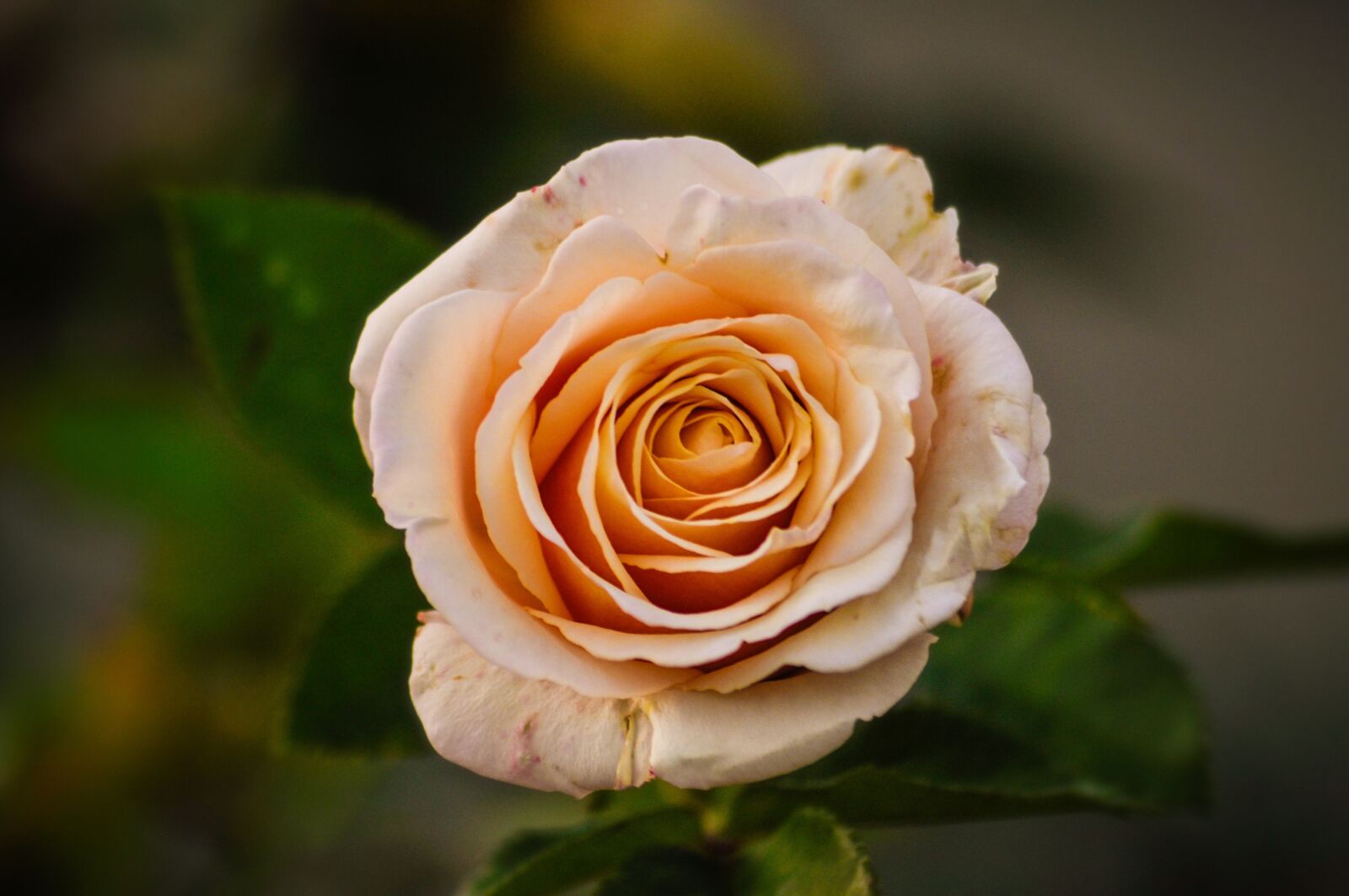 Nikon D90 sample photo. Rose, petals, pink photography