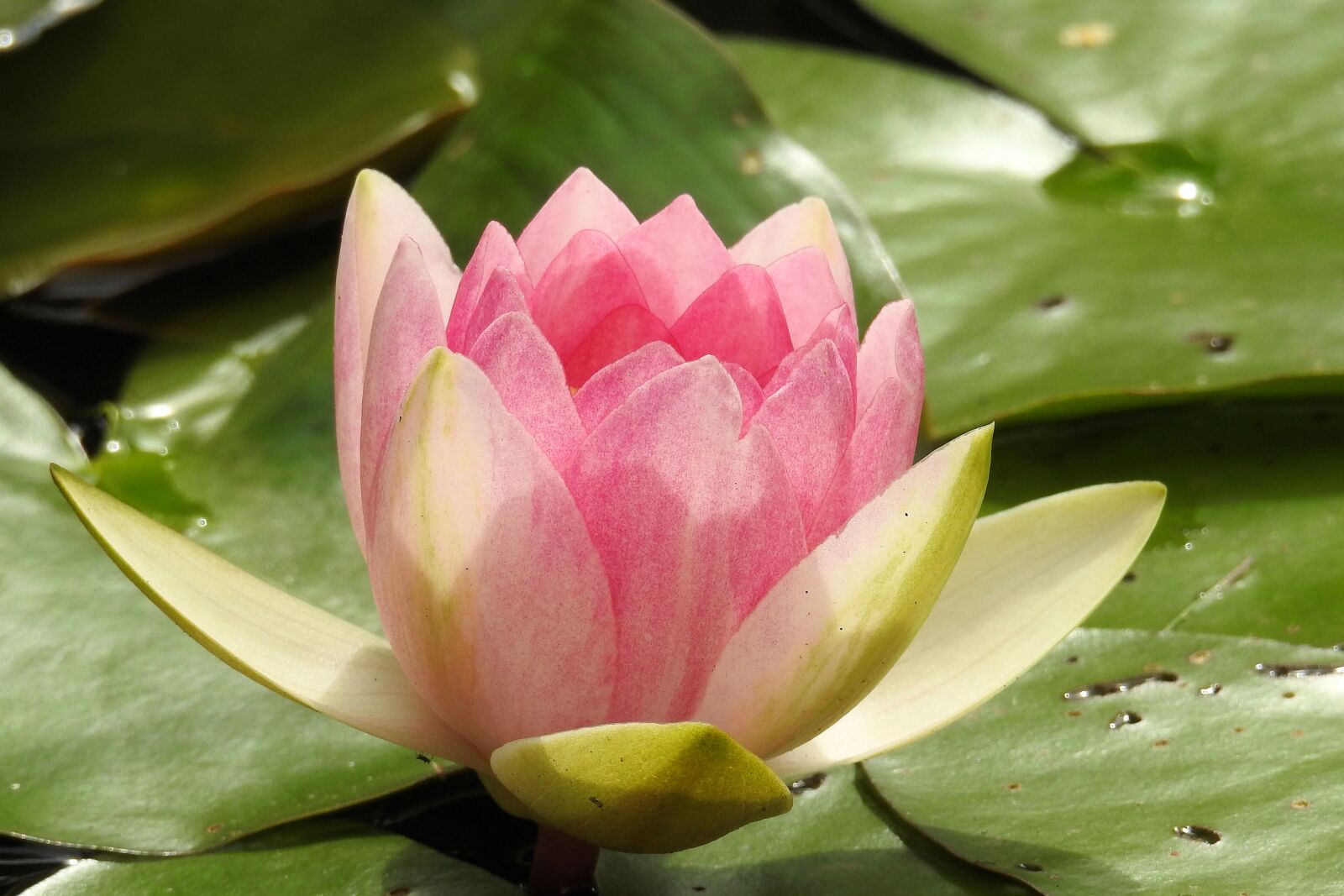 Nikon Coolpix P900 sample photo. Water lily, nuphar lutea photography