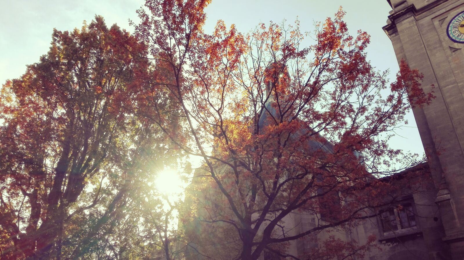 HUAWEI P8 Lite sample photo. Tree, church, fall photography